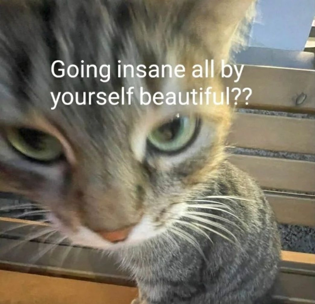 Close up of a cat's blurry face, overlaid with the text, "Going insane all by yourself beautiful??"