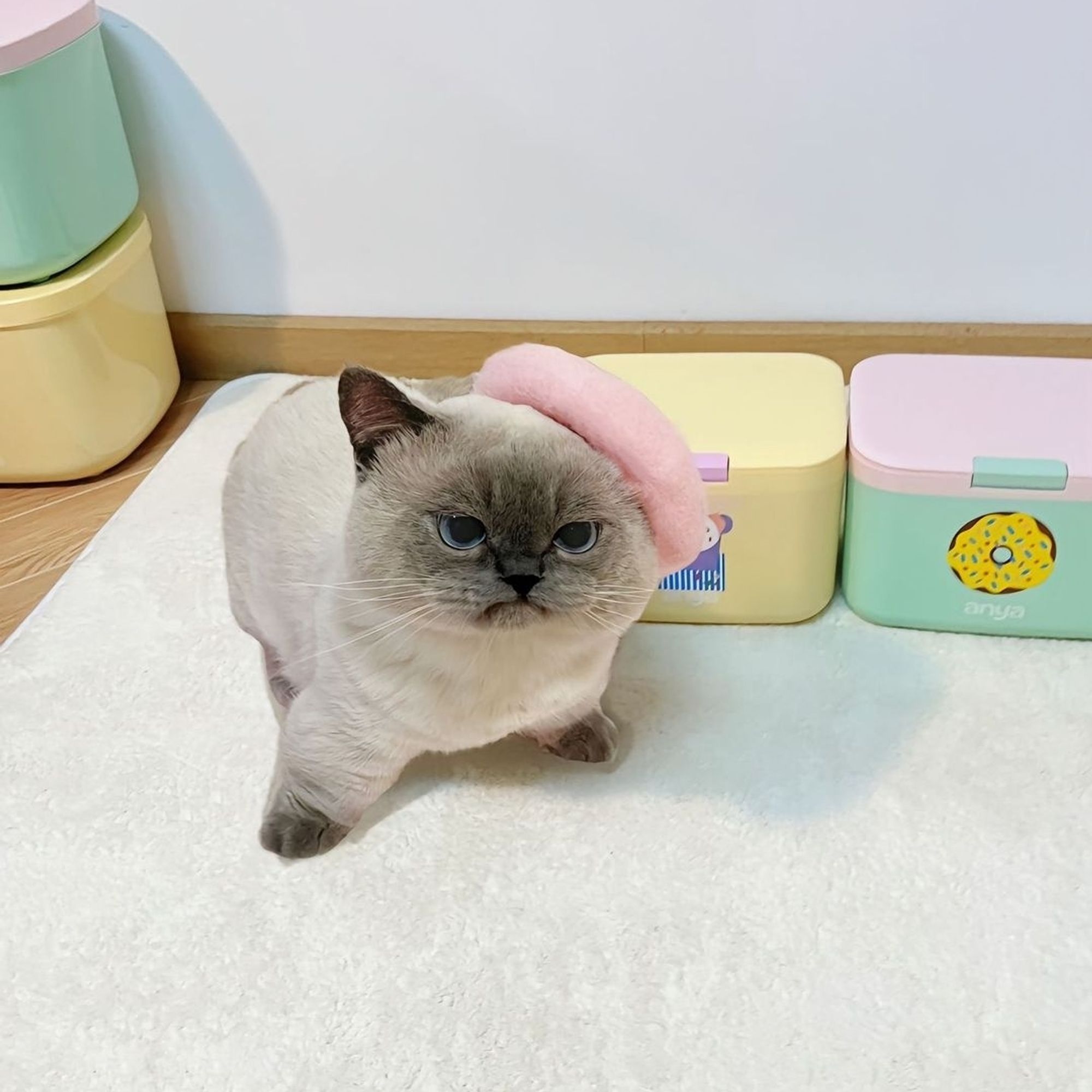 A photo of a small cat with cream and brown colouring, wearing a pink beret. It looks a bit angry.