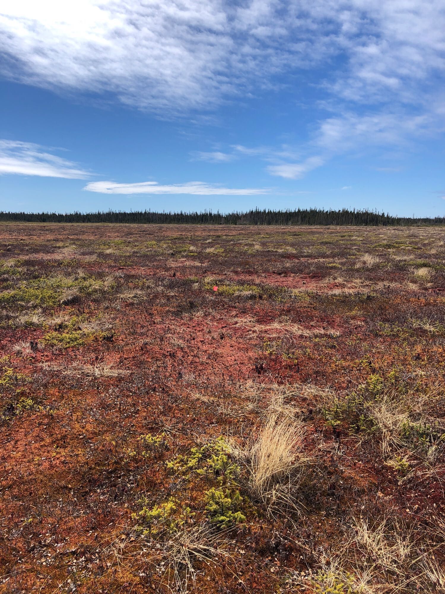 Landscape view of an open bog with red Sphagnum mosses.