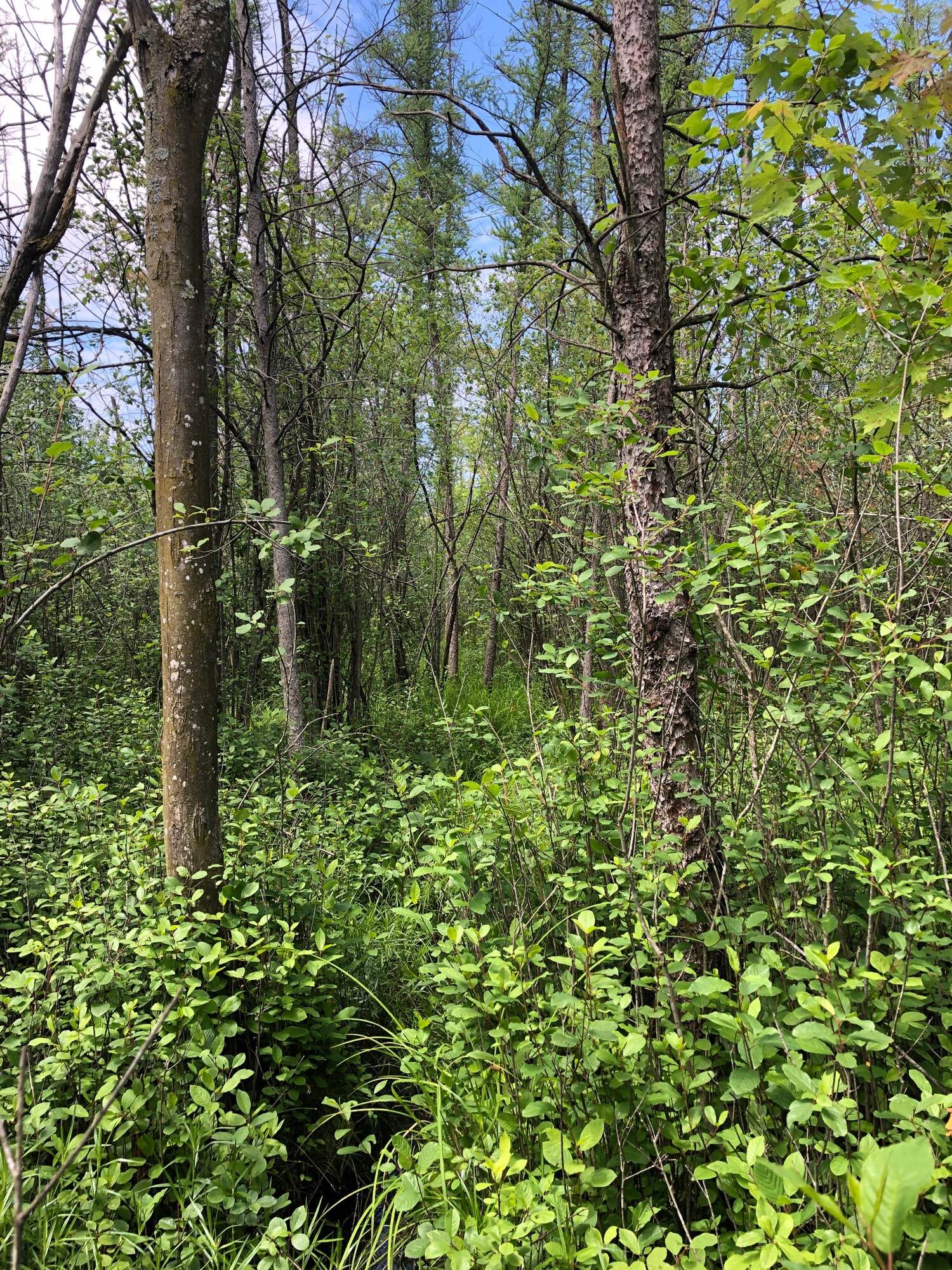 A forest with understory of shrubs and sedges.