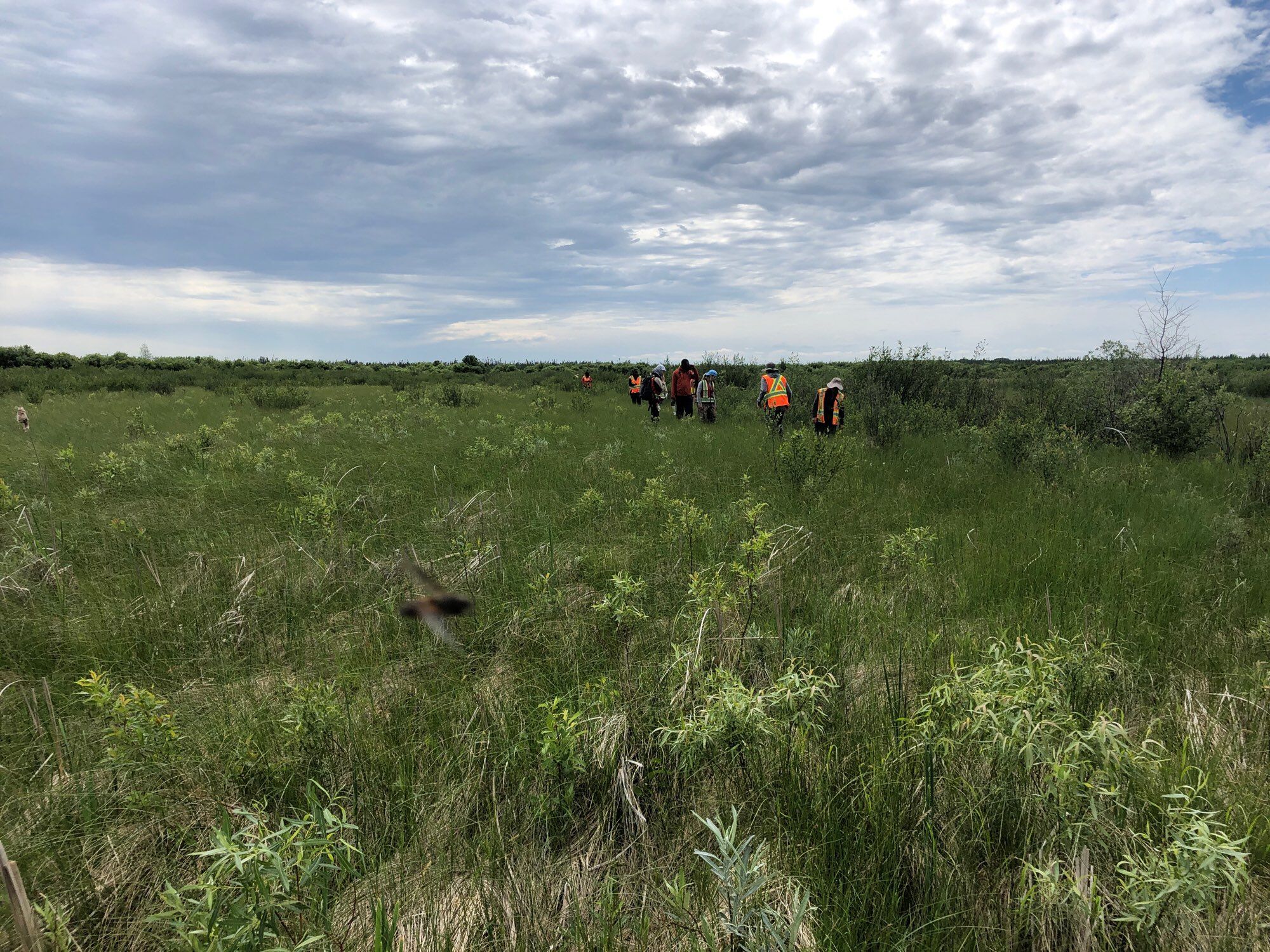 A group of researchers wearing high visibility vests in a restored fen with sedges and willows.