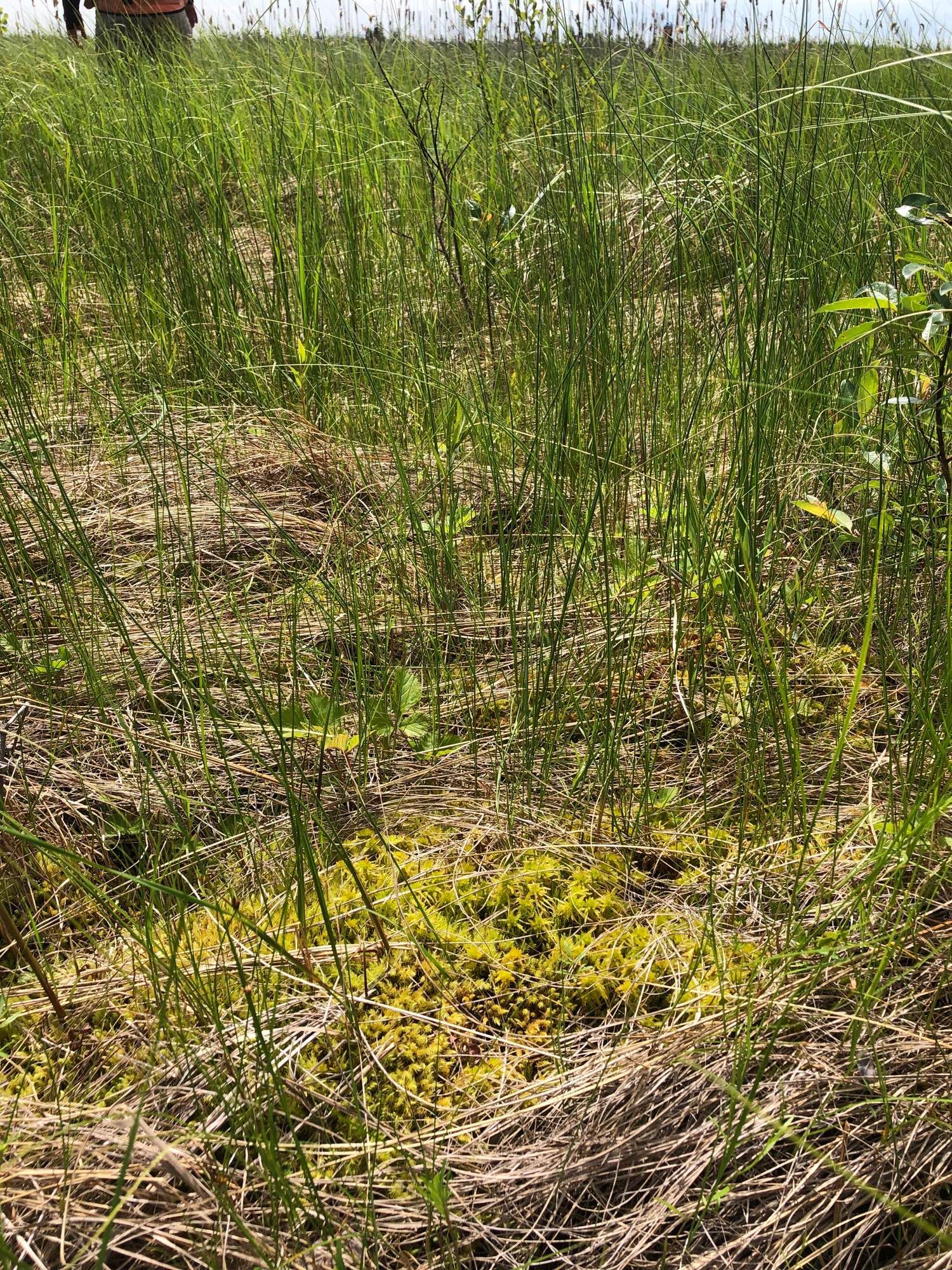 A moss carpet among sedges in a restored fen.