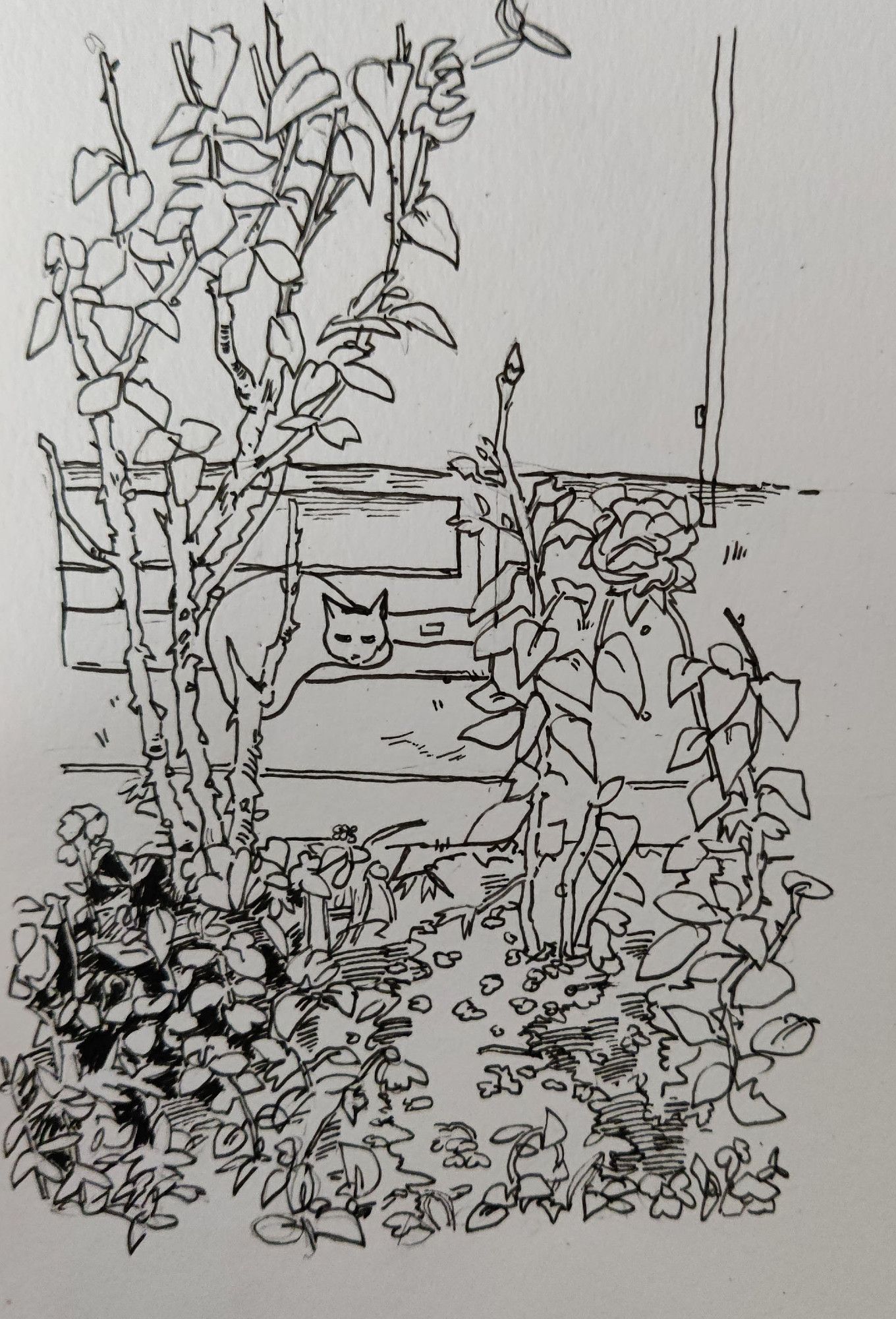 Drawing of a cat laying down in a basement window windowsill next to some plants