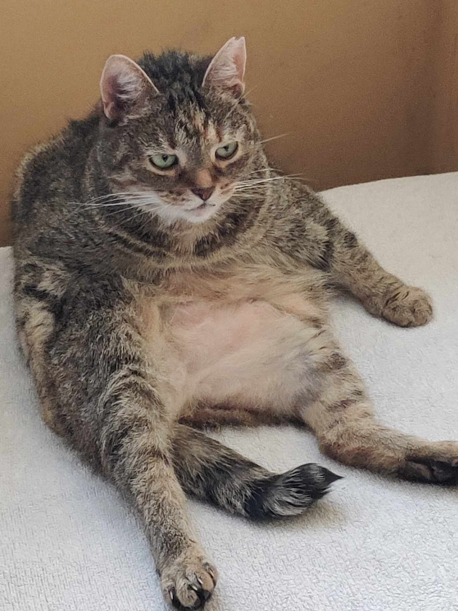 image of a tabby cat sitting down on her butt with a fully visible belly