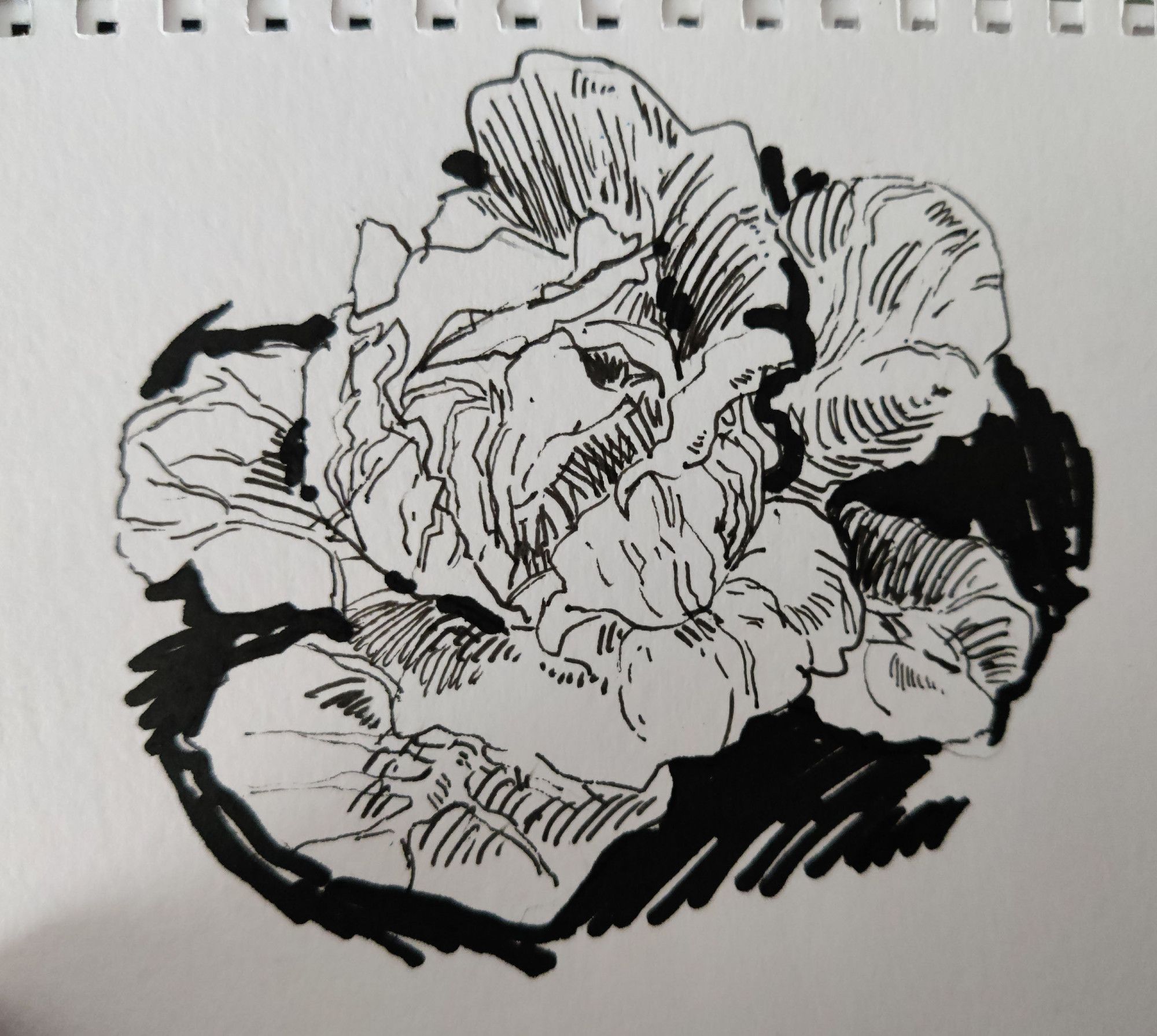 drawing of a head of lettuce