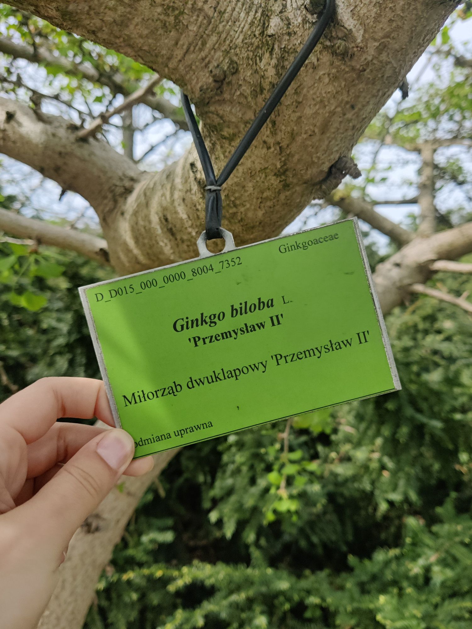 a tag hanging from a ginkgo biloba tree, reading its latin name, nickname given by the botanical garden and the polish name