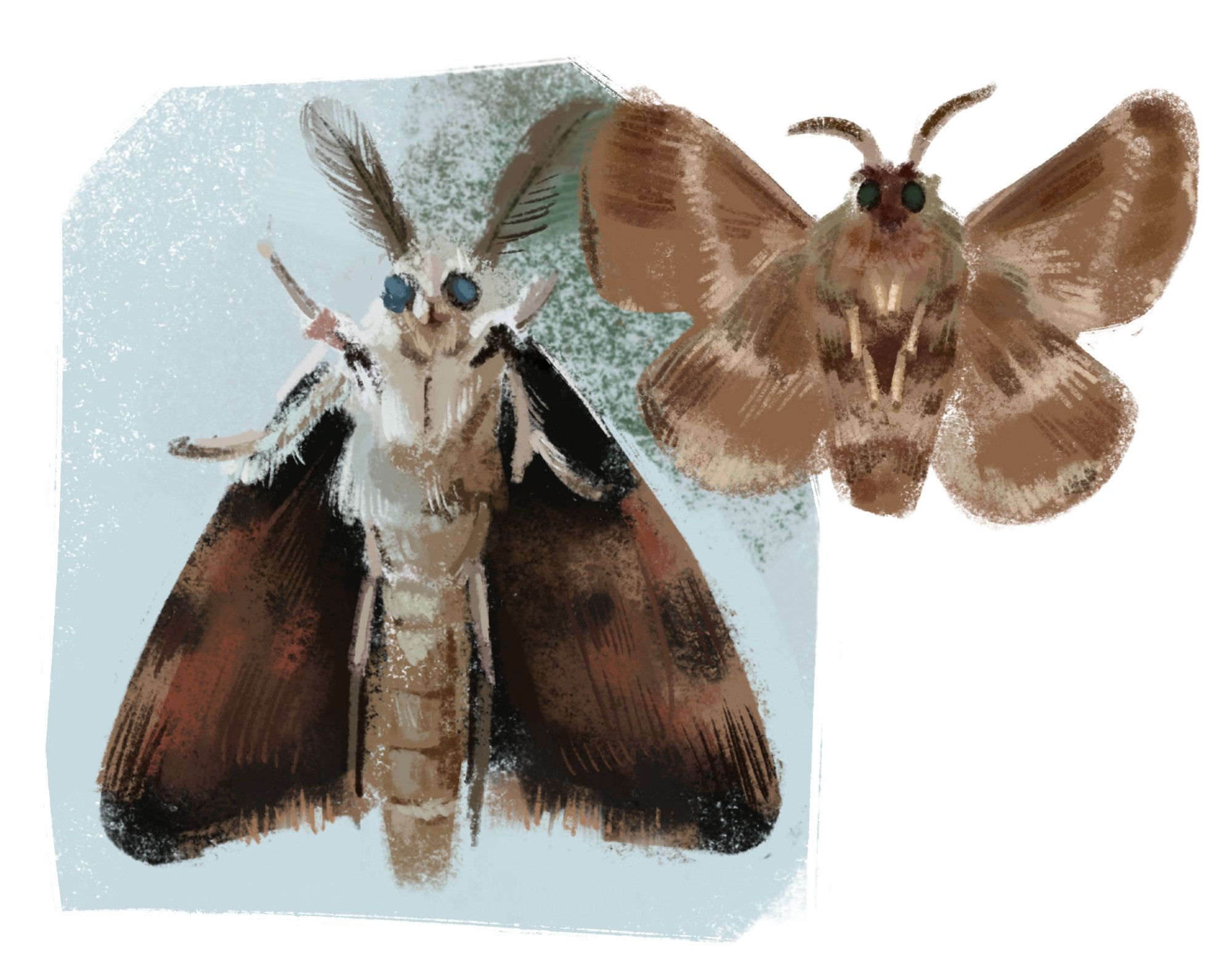 Digital drawing of two bottom views of moths