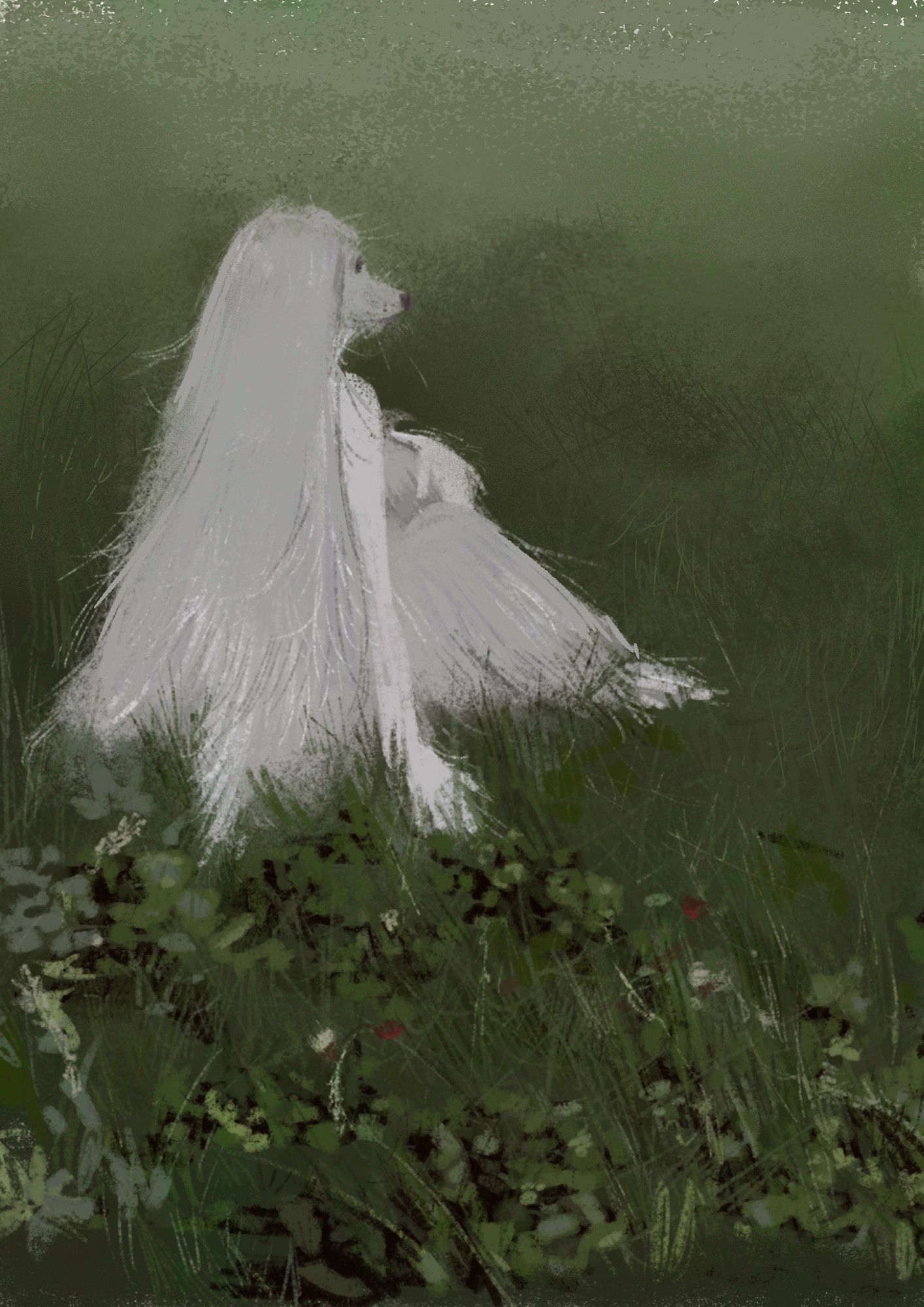 An anthropomorphic afghan sidehound sitting in a field of grass