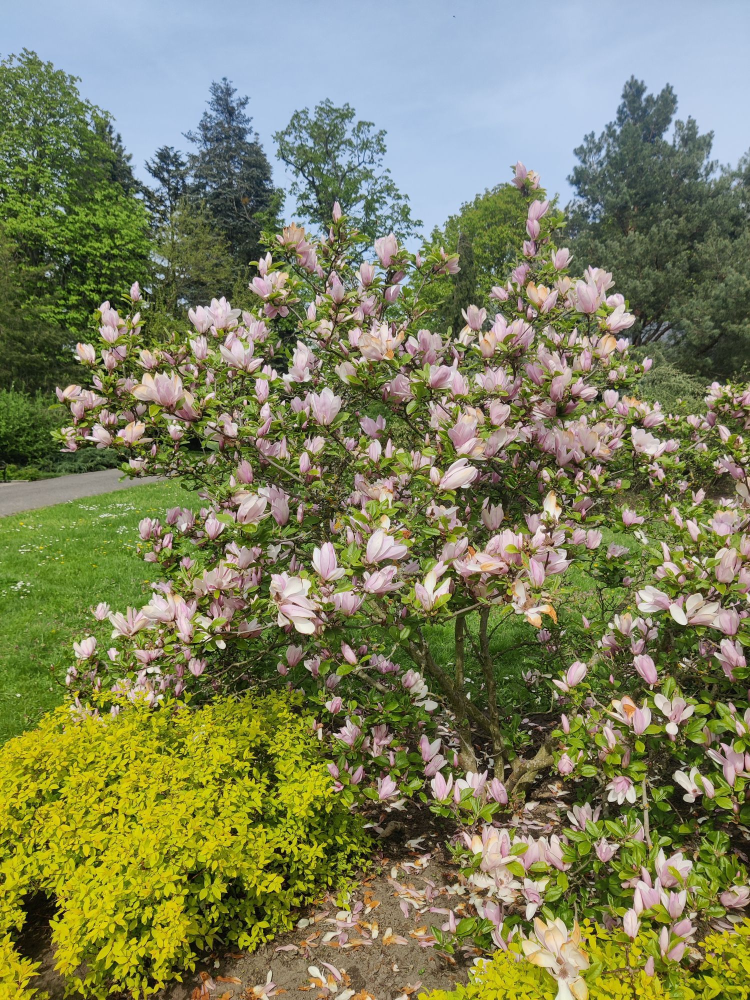 an image of a blossoming tree