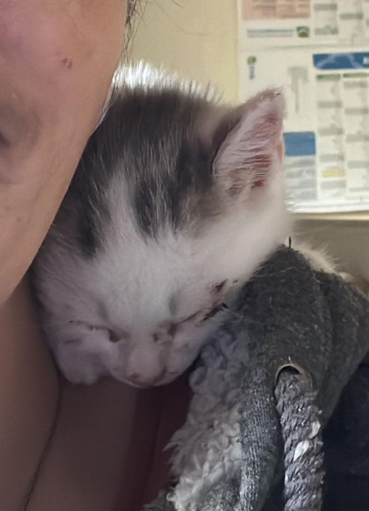 Ein kleines weißes Kitten mit getigerten Fellelementen kuschelt sich zwischen Hals und Schulter und schläft dort.