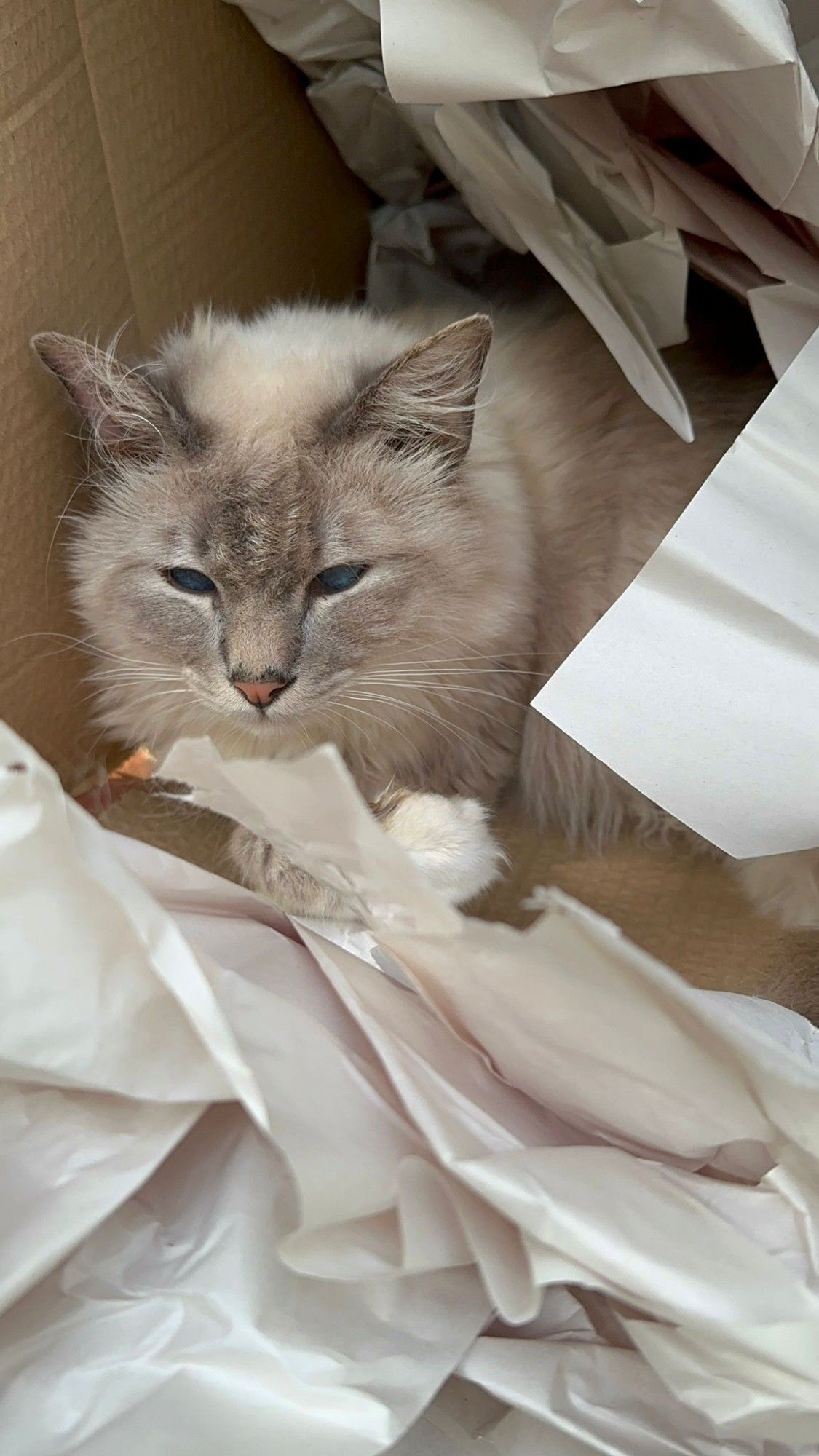 Ein weiß grauer Kater sitzt in einem Karton mit Verpackungsmaterial.