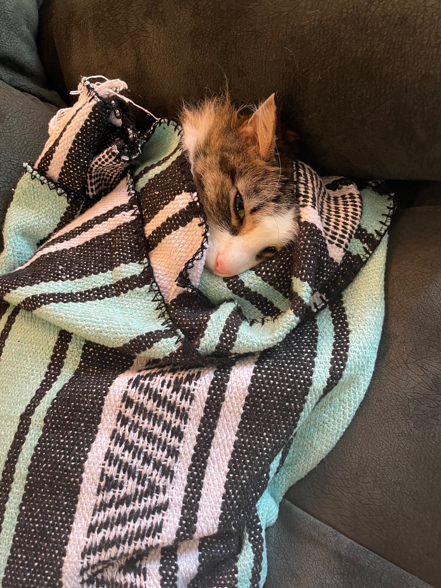 a cat wrapped, burrito like, in a big blanket