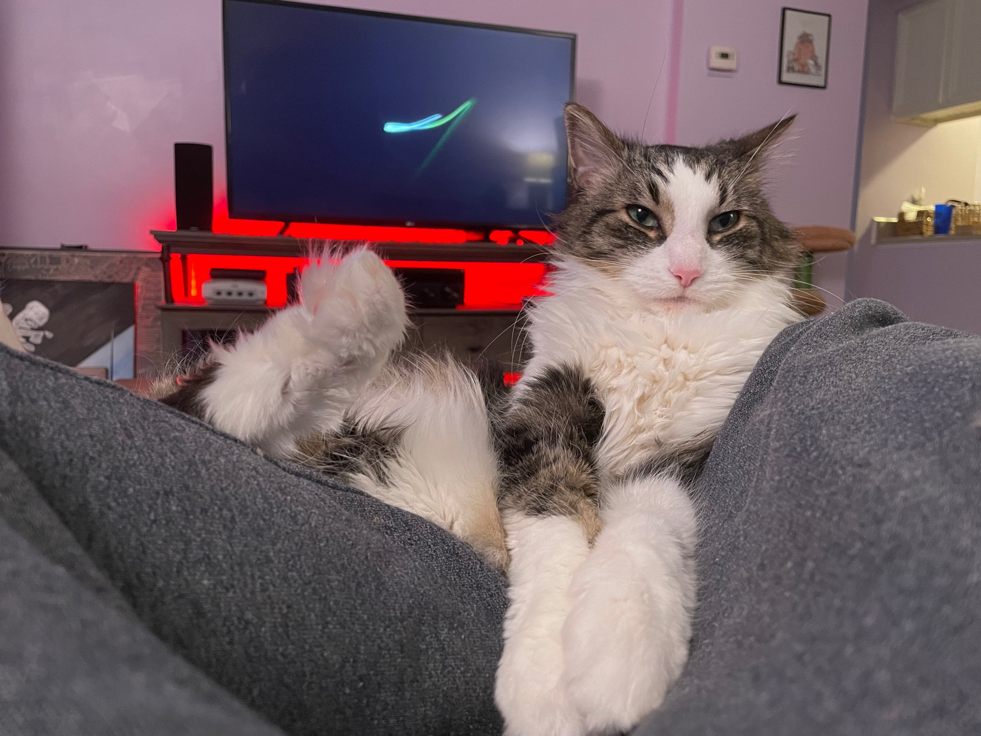 cat resting comfortably on human legs