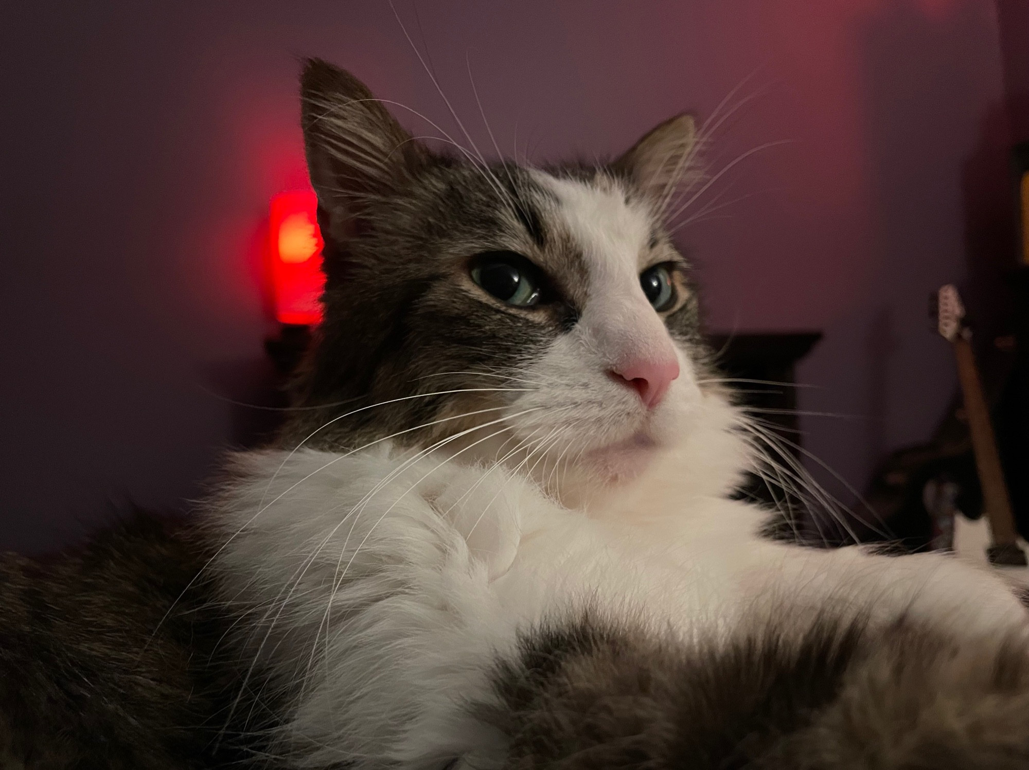 i am bad at alt text sometimes but this is a cat named menma who is staring slightly-off camera, bathed in golden light with a red light in the background