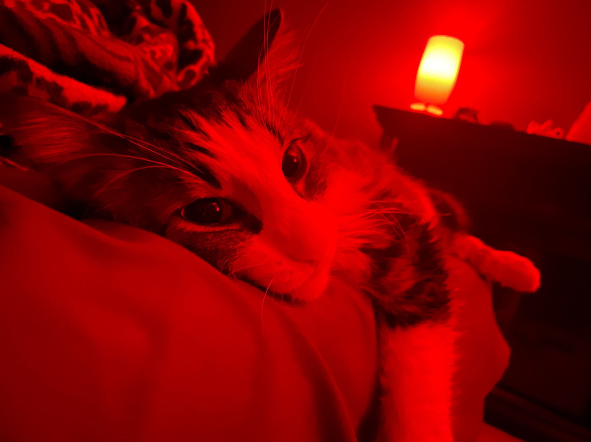 a sleepy red cat doing a dangle off the bed