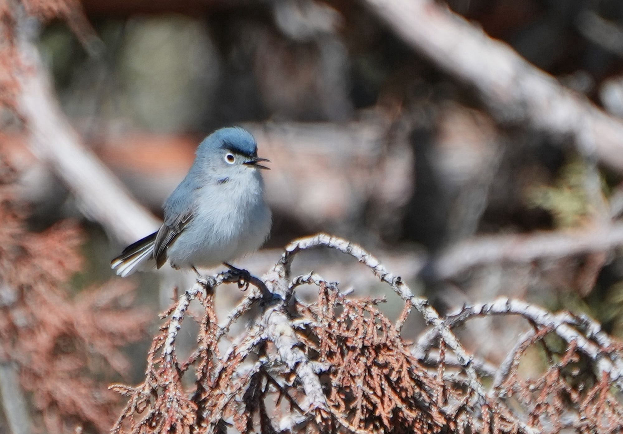 A Blue-gray Gnatcatcher scolds the world