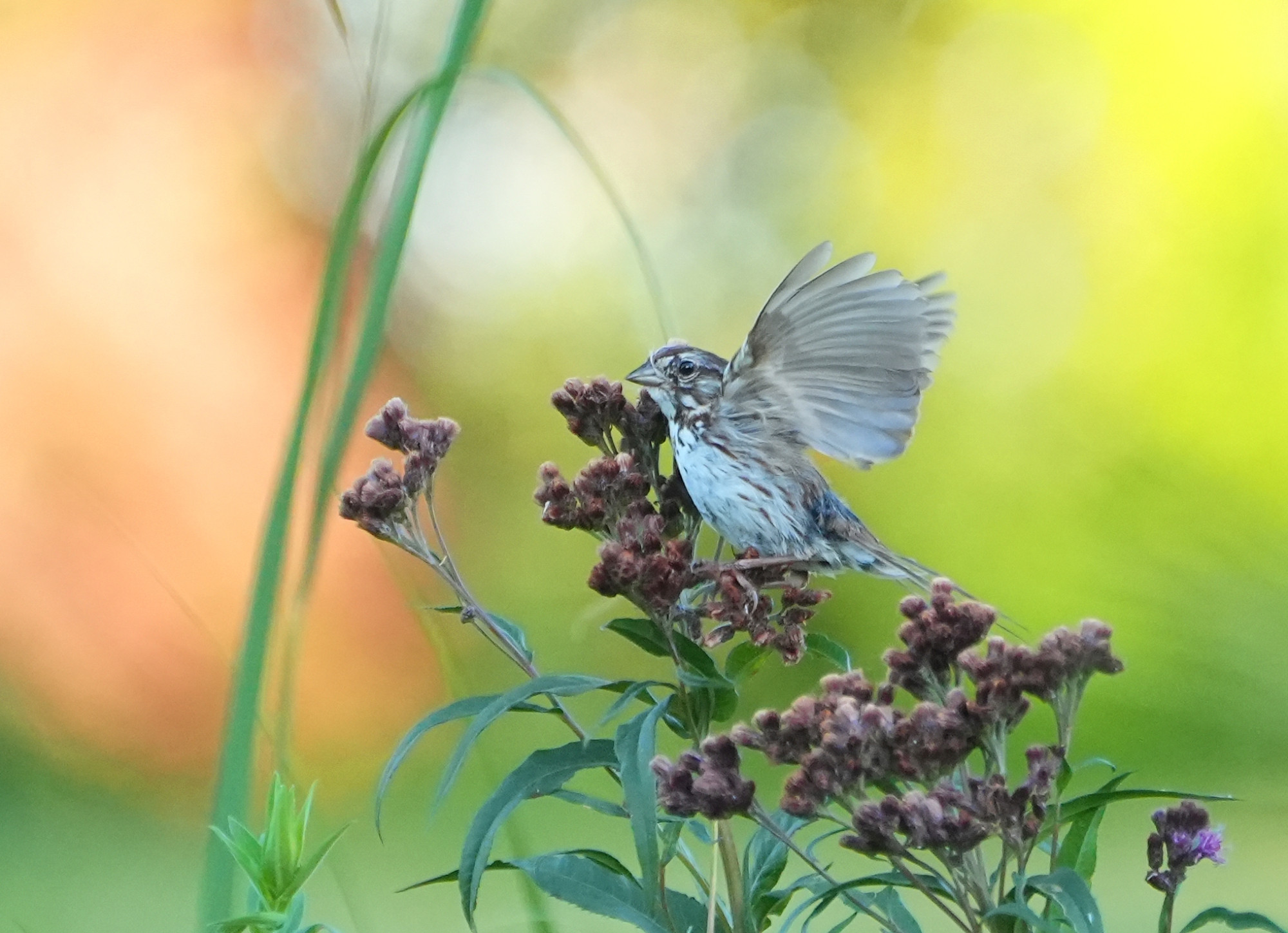 Song Sparrow on dried flowers