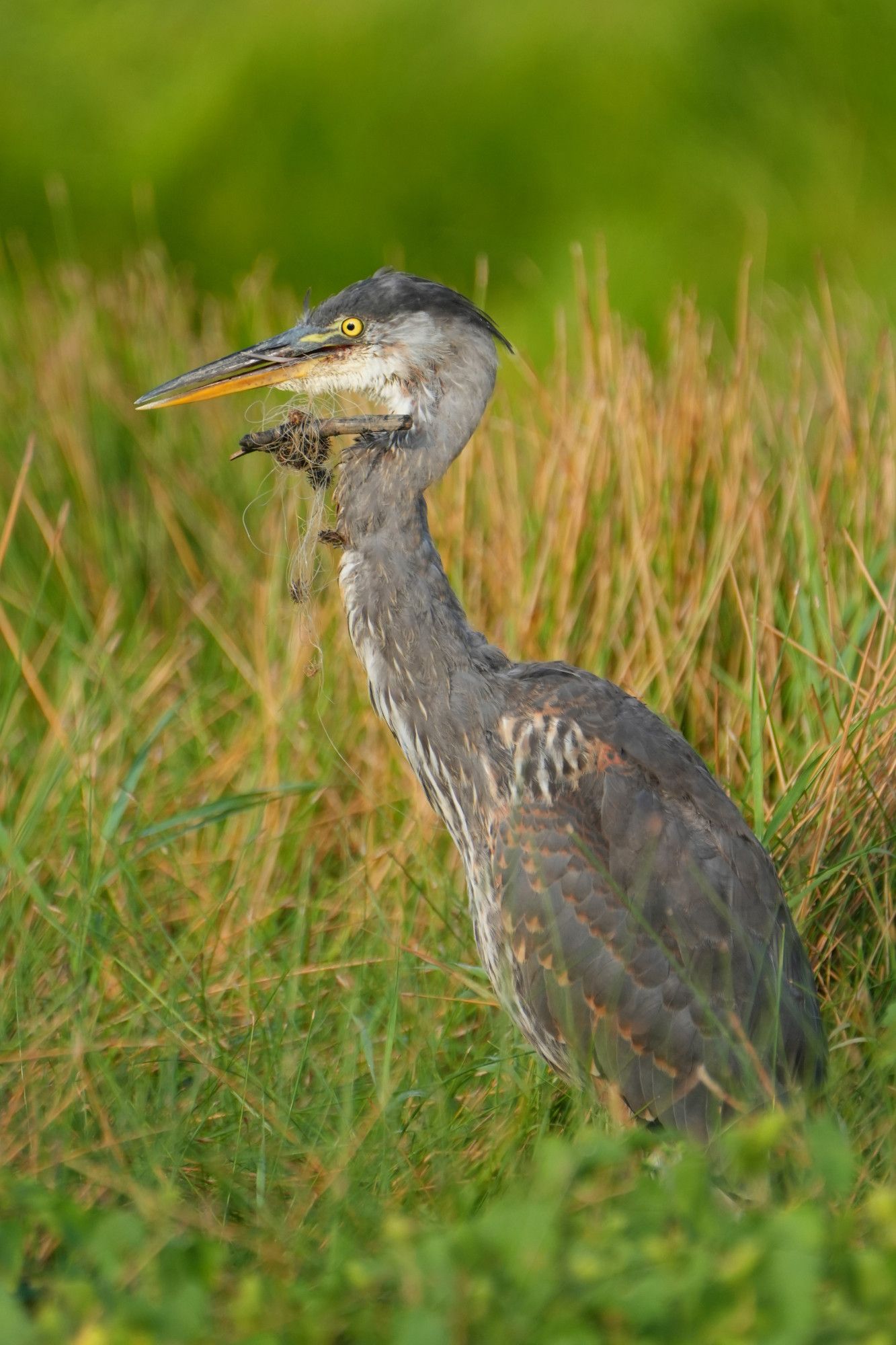 A Great Blue Heron suffers with fishing line wrapped in its mouth and around its neck, grass in the background