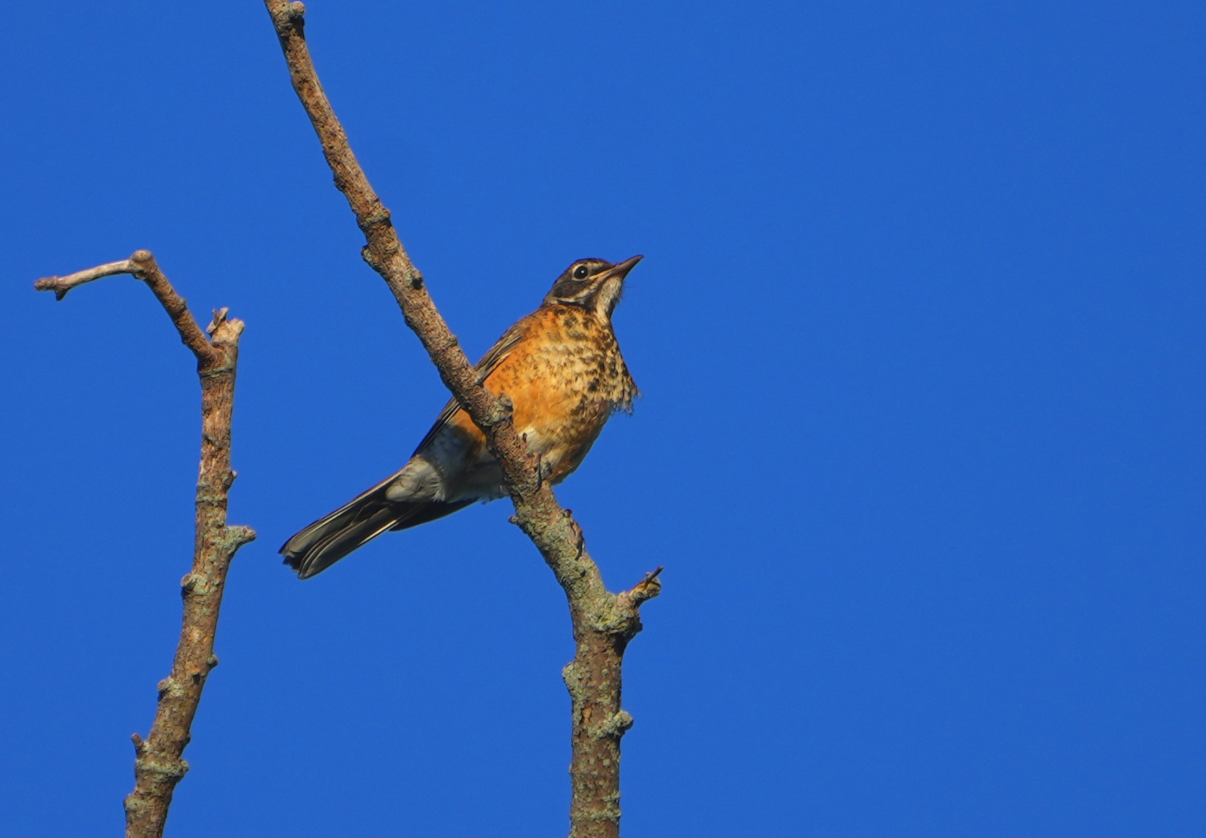 American Robin