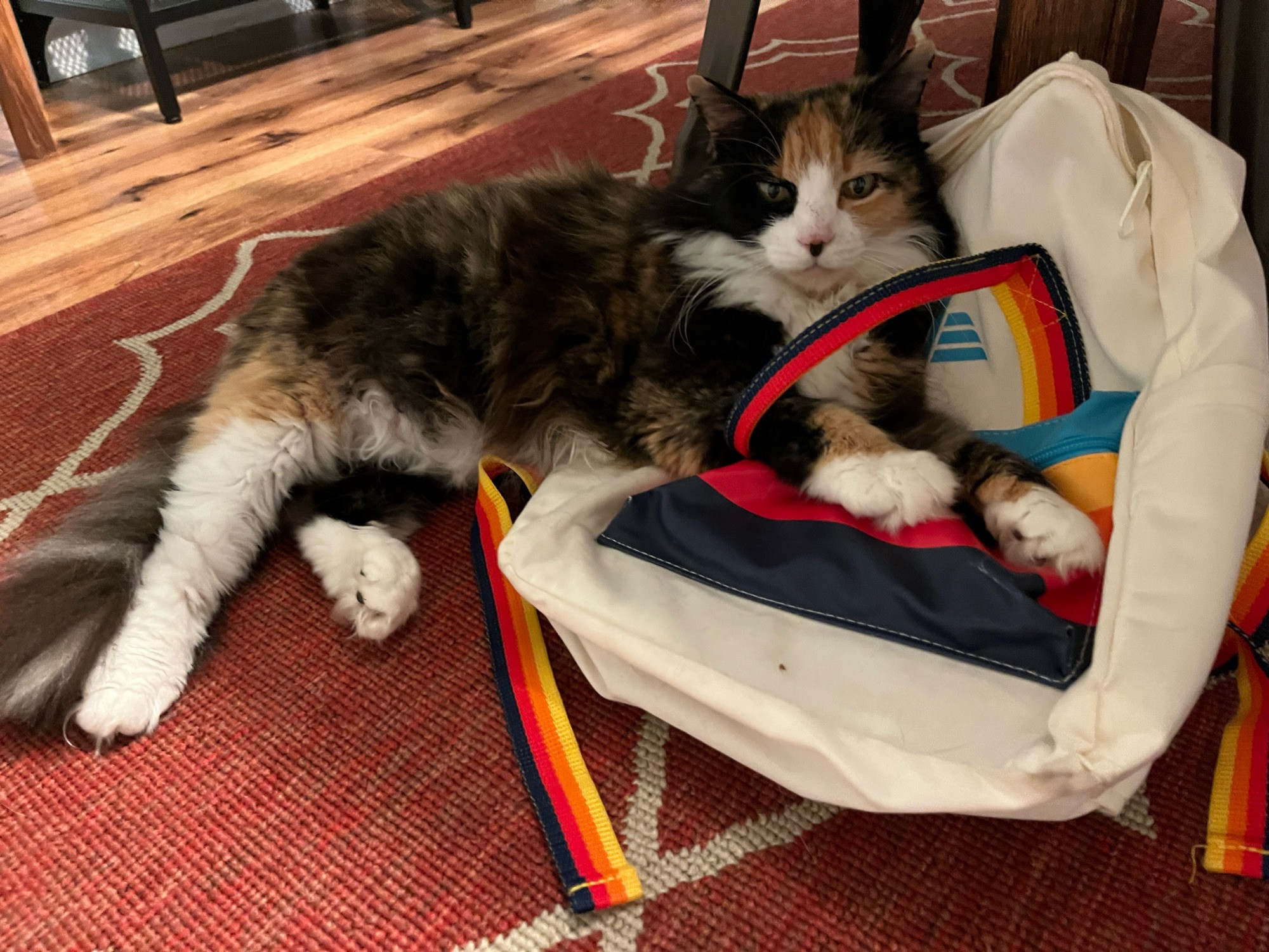 The most beautiful and self-confident medium hair calico tortie lays on the floor with her front half cushioned by an Aldi backpack. Her front paws are casually draped through the bag’s handle.