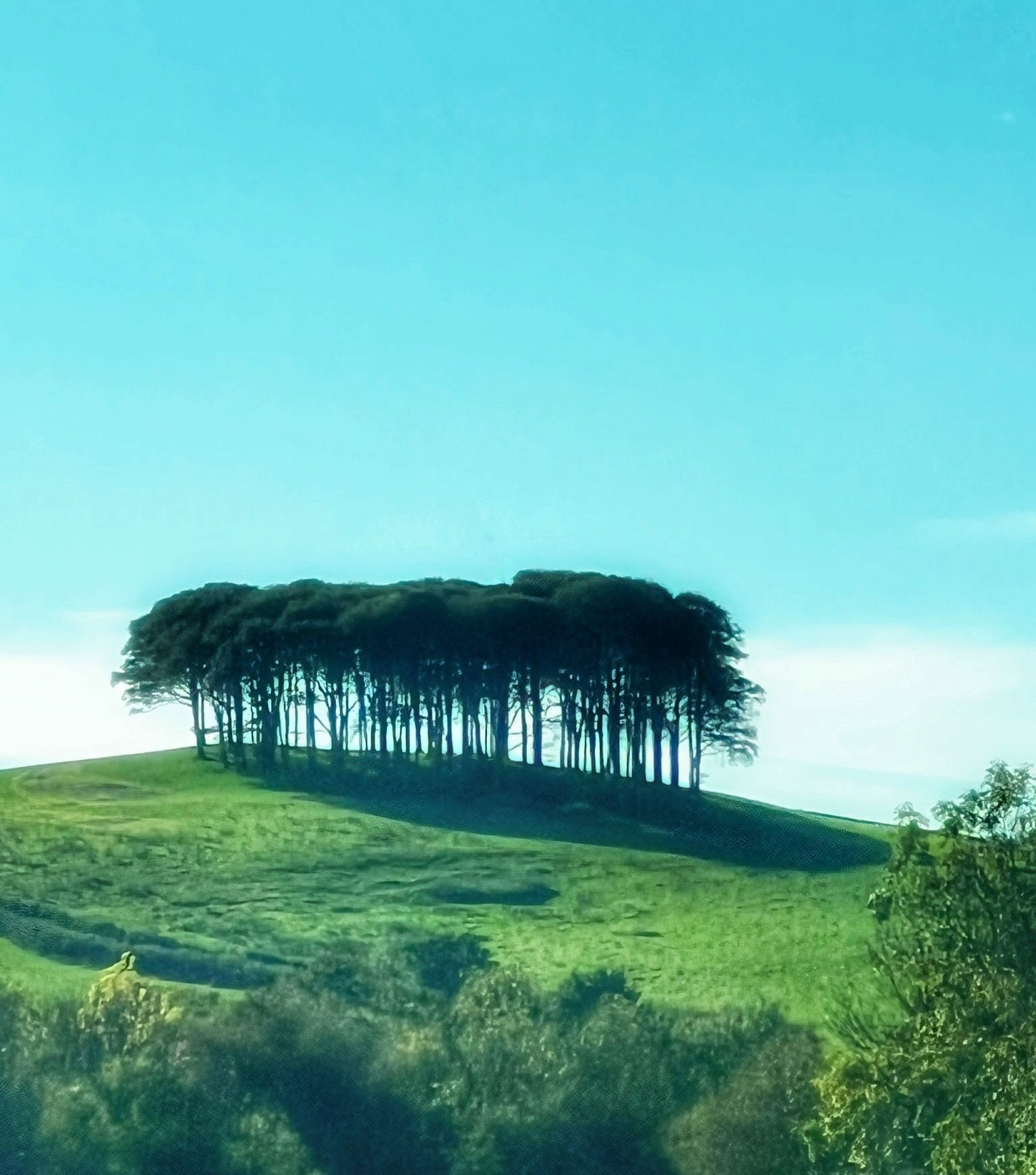 Photo of a sunny day showing in the distance a copse of trees called the ‘Nearly Home Trees’. 