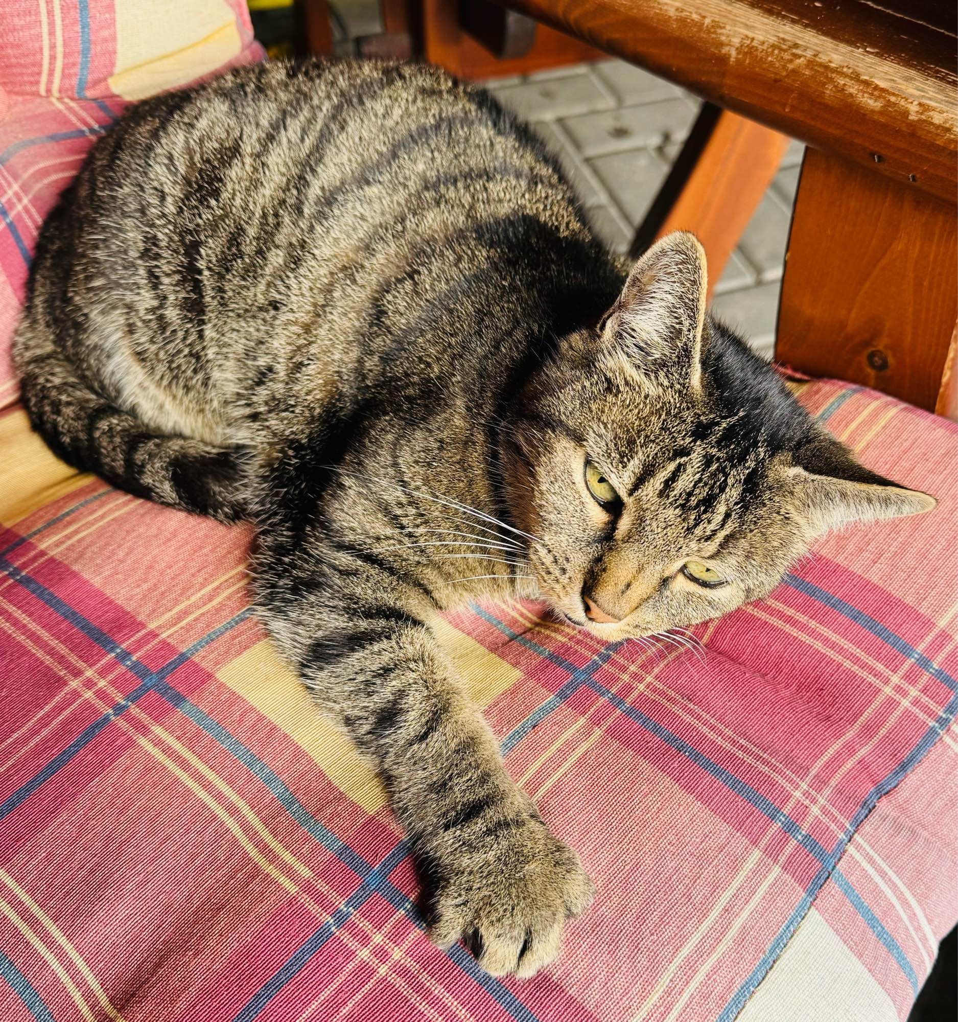 graugetigerte Katze beim Chillen auf einem Gartenstuhl