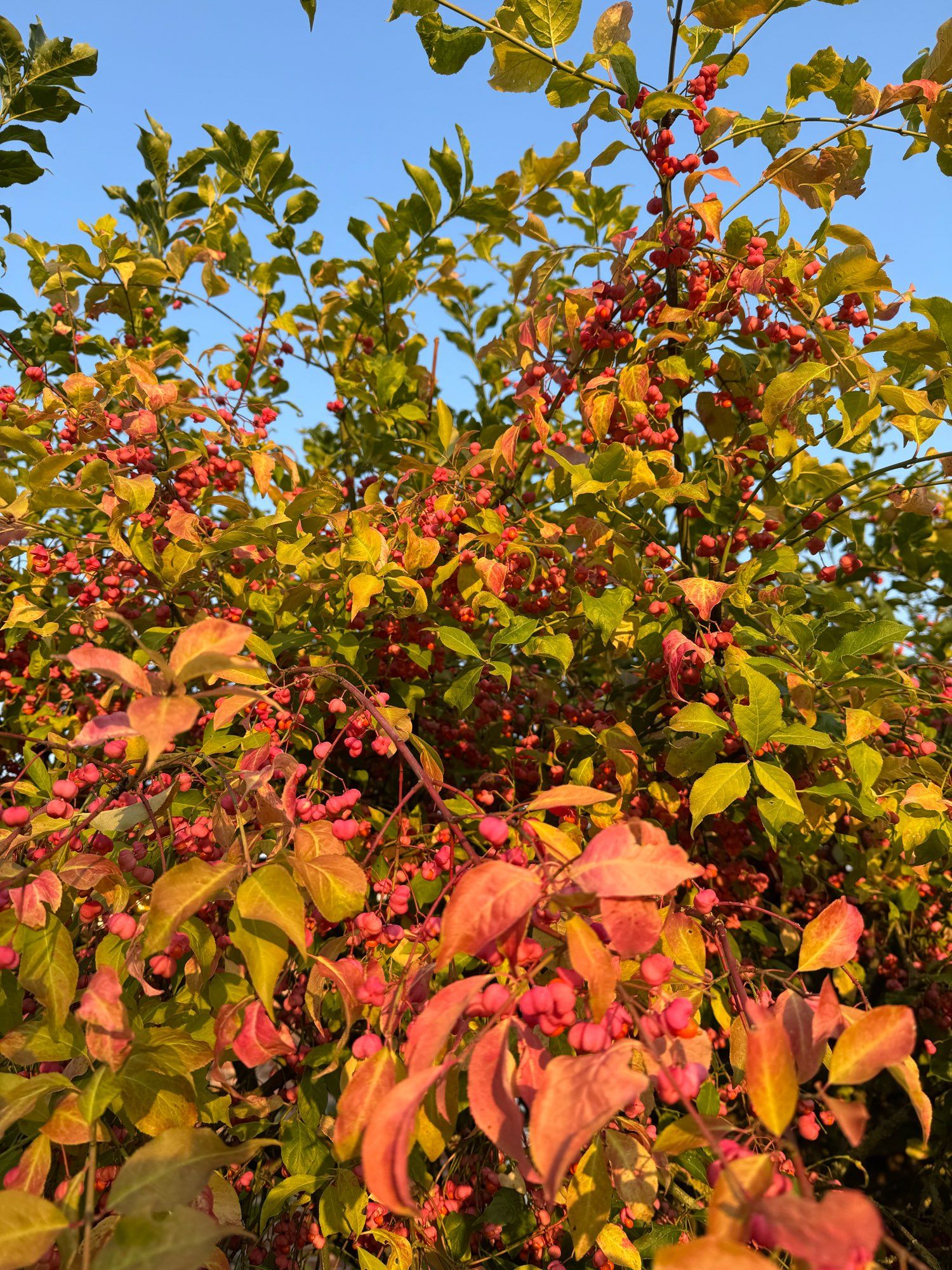 Pfaffenhütchen in Herbstfarben