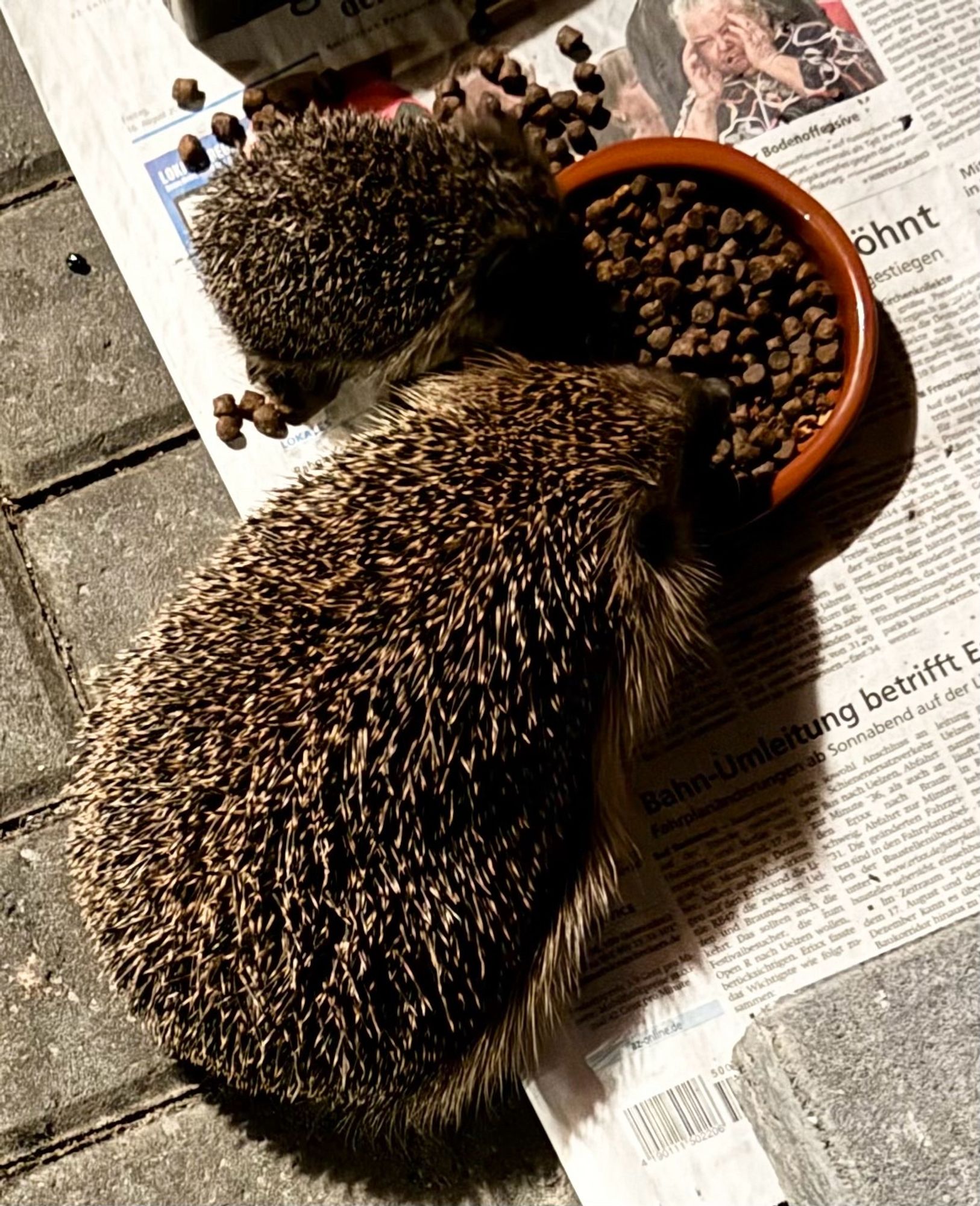 Ein Braunbrustigel mit ihrem Baby am Futternapf