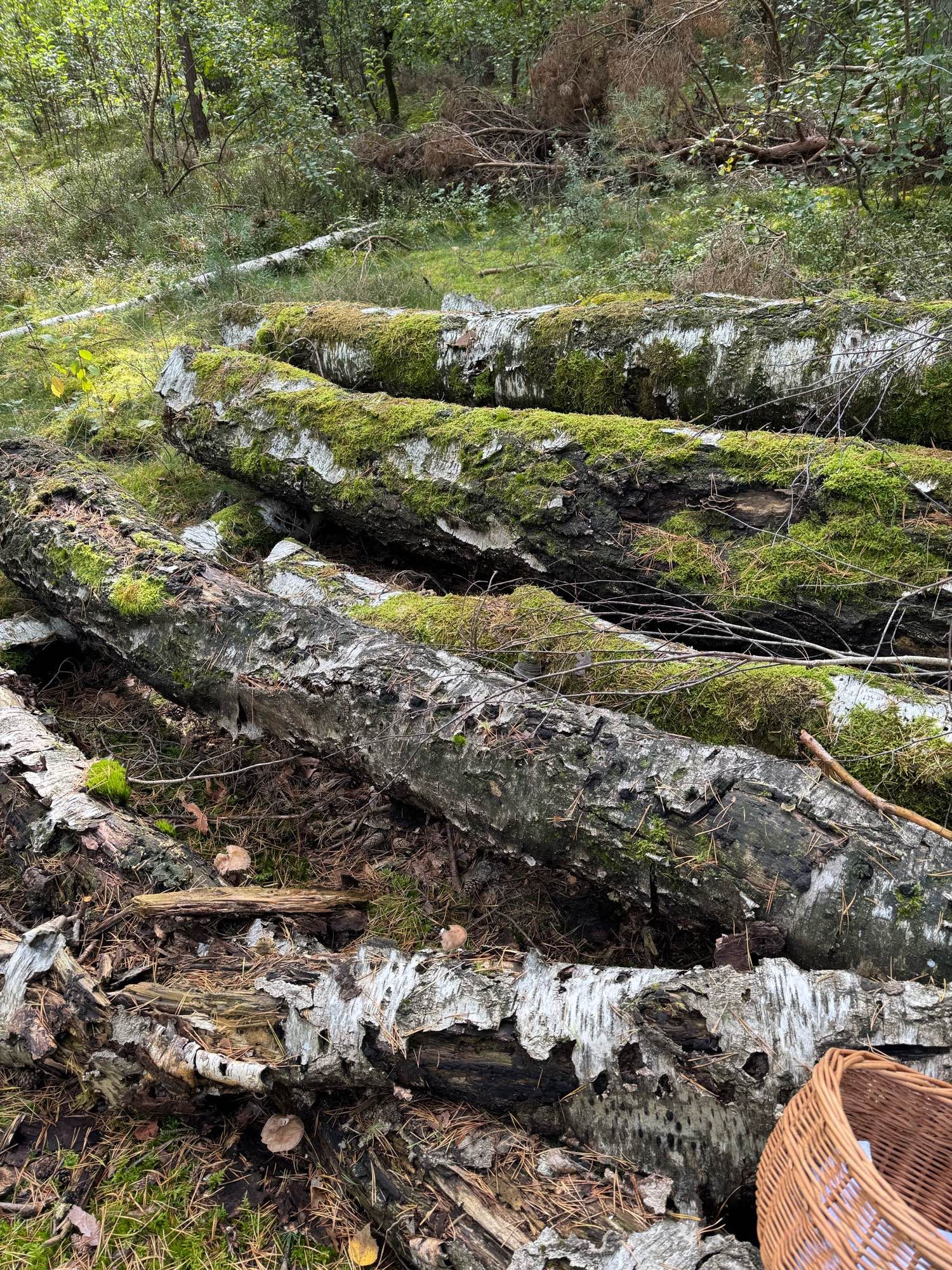 Im Wald liegen Birkenstämme, die von Moos überwachsen sind