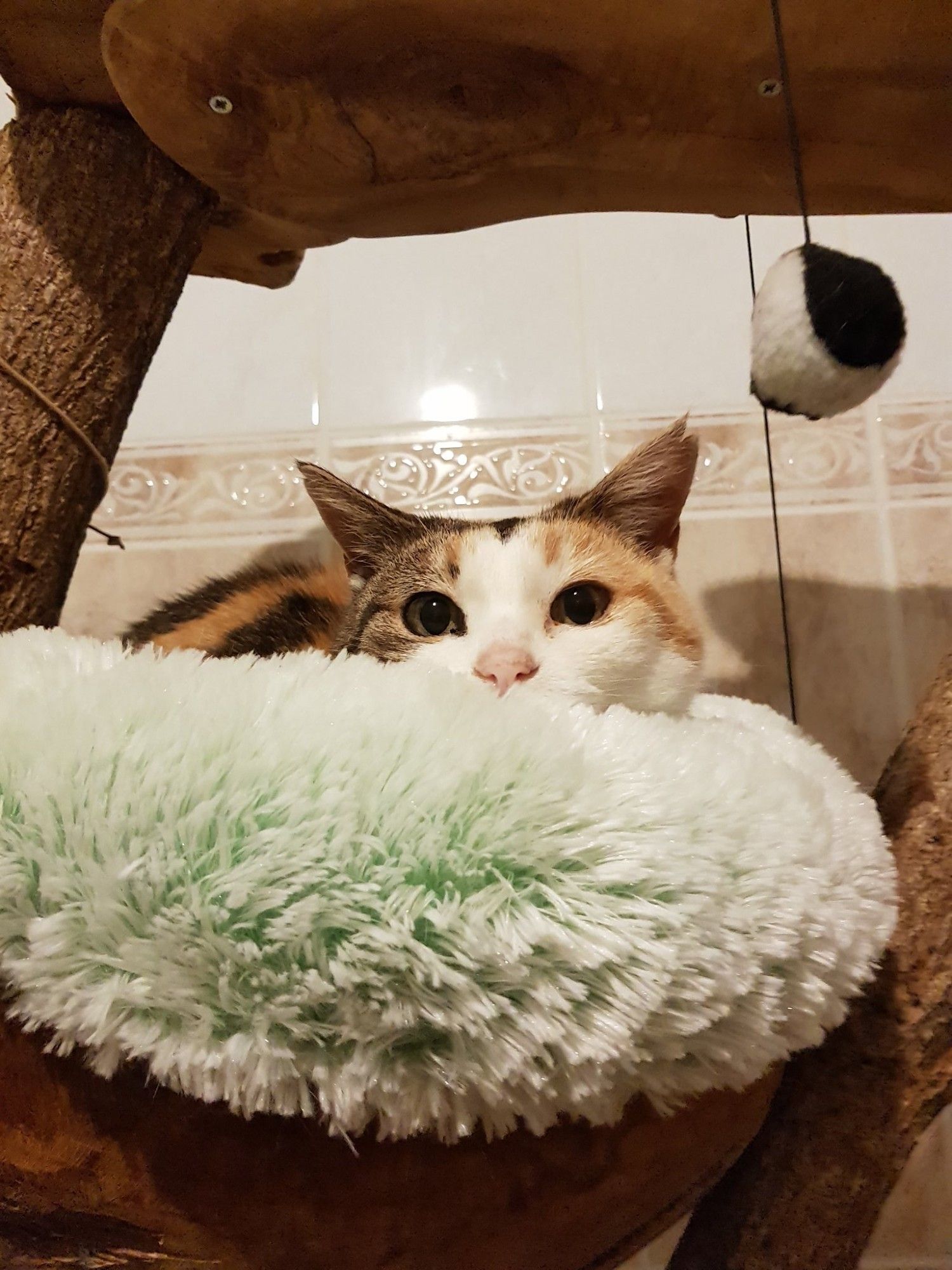 The same cat, laying in her little catbed