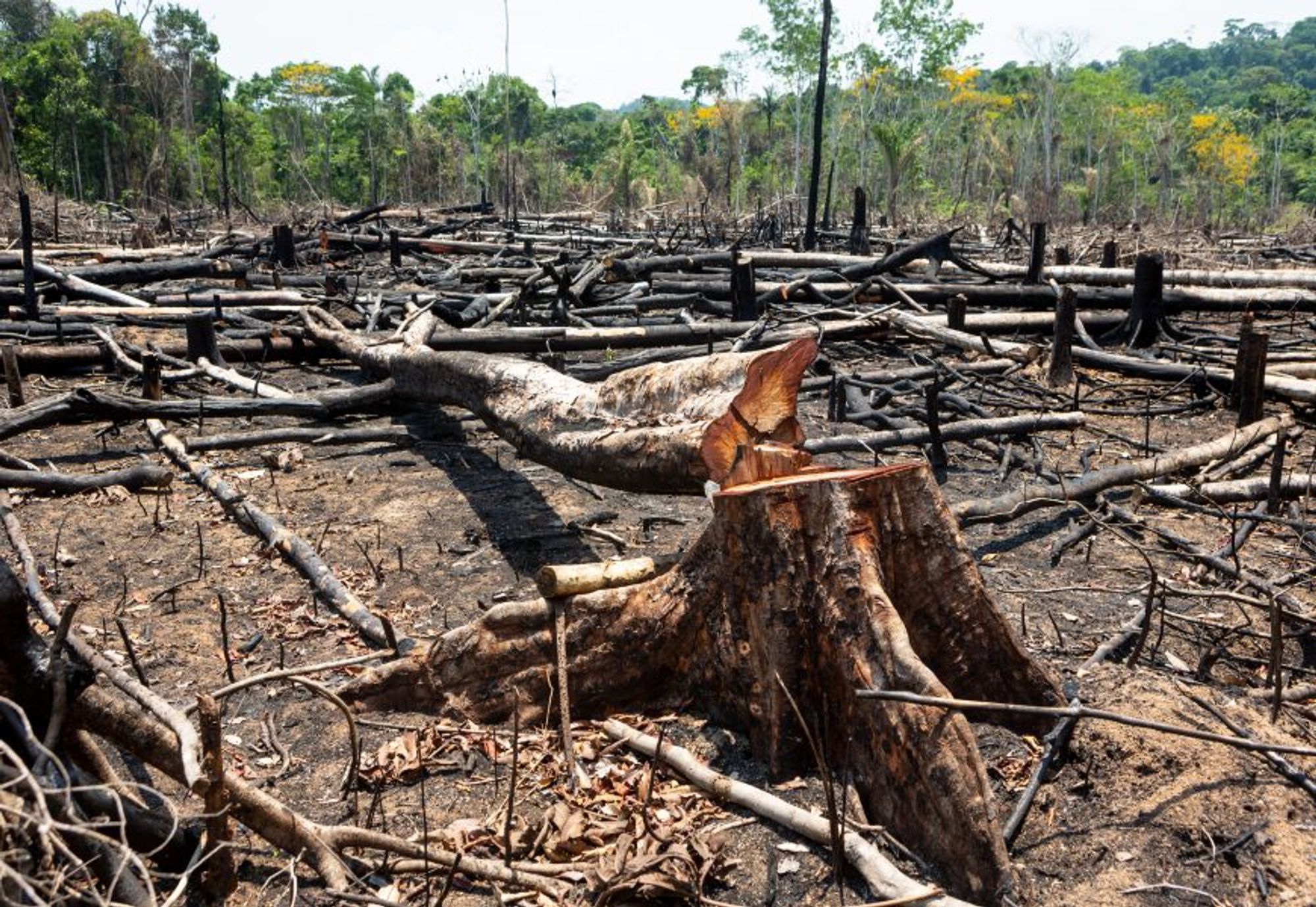 Une photo d'arbres coupés