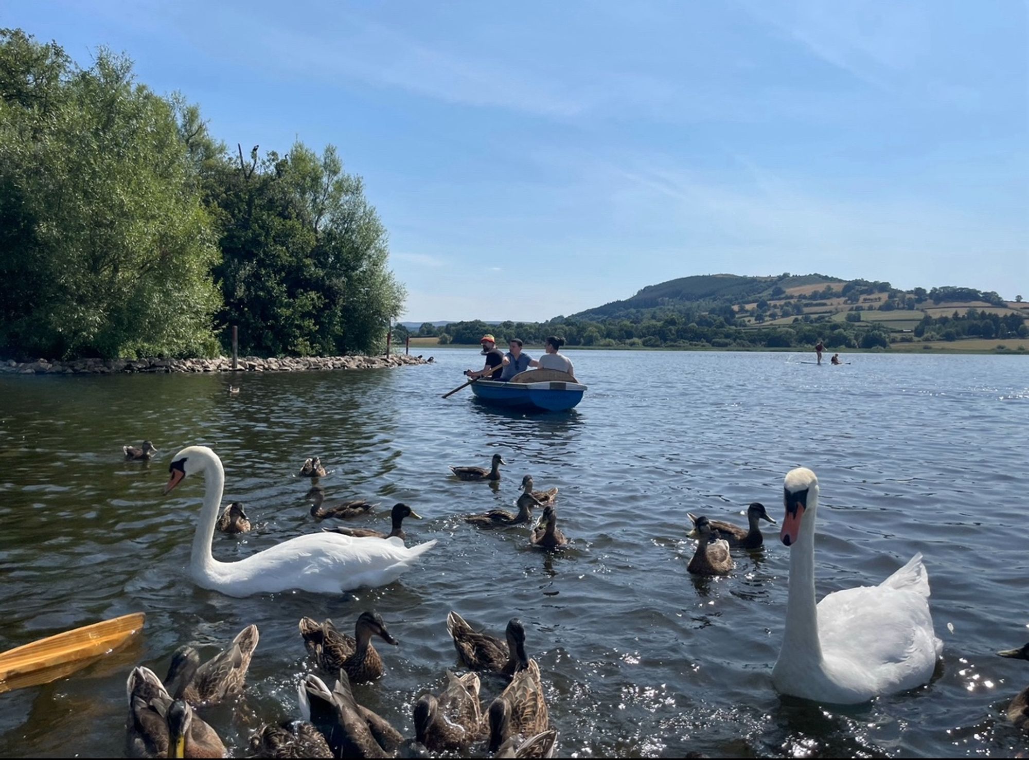 Photo of a bunch of ducks and two swans surrounding the canoe in the foreground. The crannog is in the middle distance and the Hillfort in the background. A canoe with through lovely people is in the centre of the photo (Alex, Clara and Bethan)