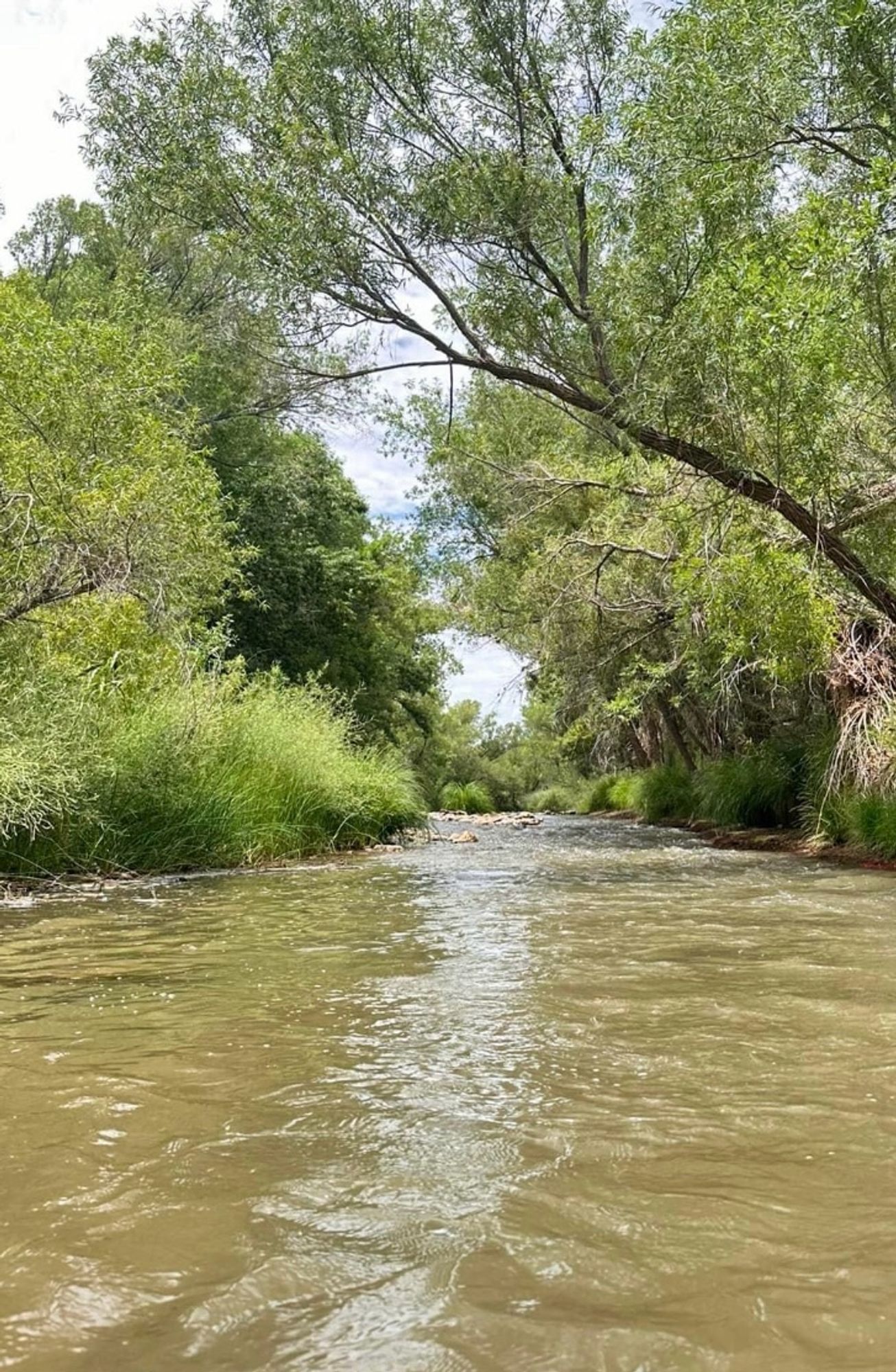 Radiant sparkles reflecting off the greenish Verde River, flanked on either side by verdant trees and bushes. White clouds can be seen through the open spaces overhead through the tree branches.