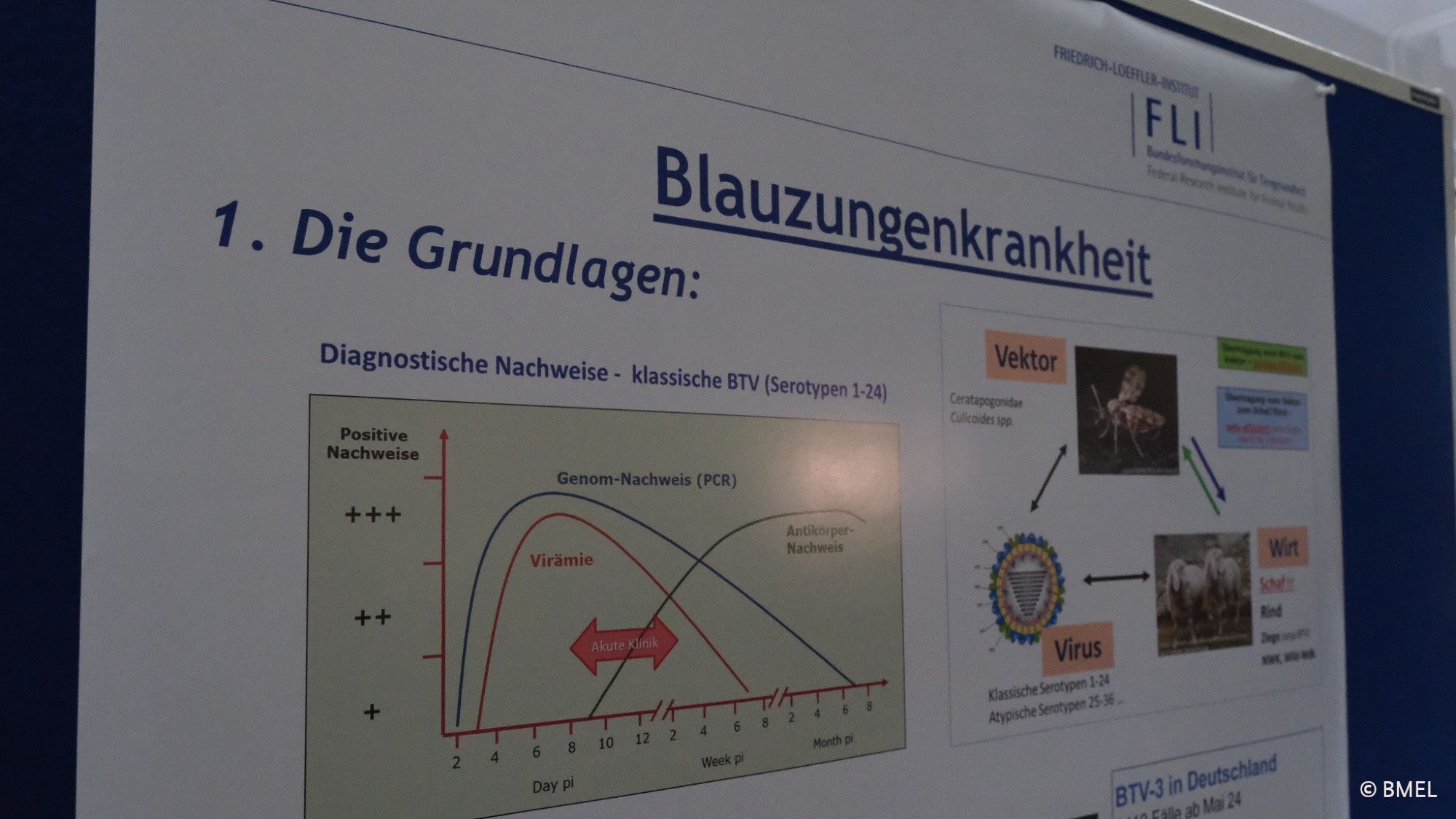 Ein Plakat mit wissenschaftlichen Informationen zur Blauzungenkrankheit.