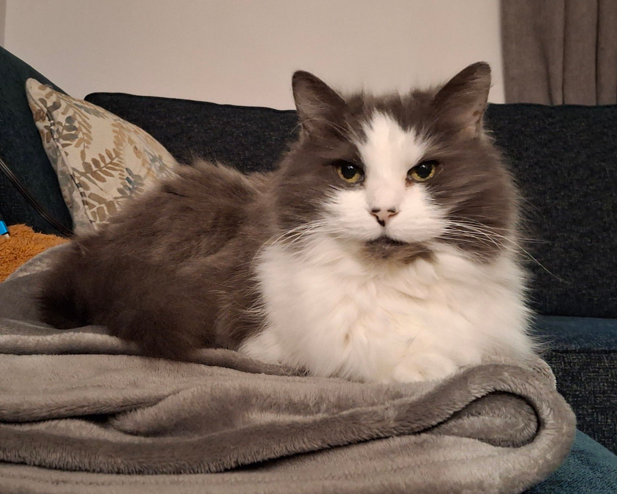 A 3/4 front view of a gray-and-white long-haired cat lying on a light gray blanket, looking directly into the camera.