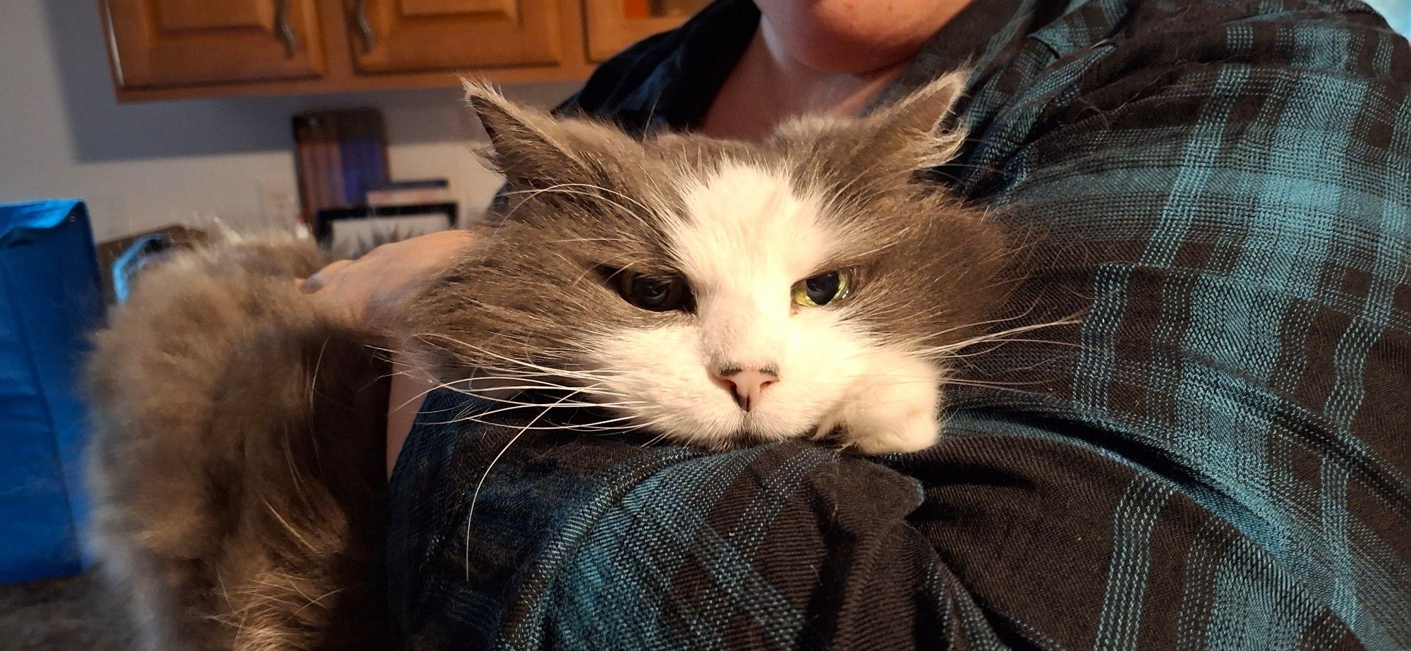 A gray and white long haired cat with her chin nestled into the elbow crook of the person holding her. The cat is facing directly into the camera with a grumpy expression and her ears half-flattened.