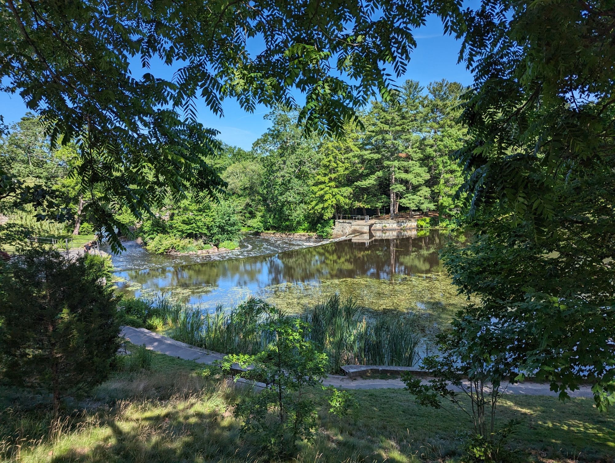 A dam in the Charles River. An egret is slightly visible on a small island below the dam, and reeds line the side of the river on the close bank