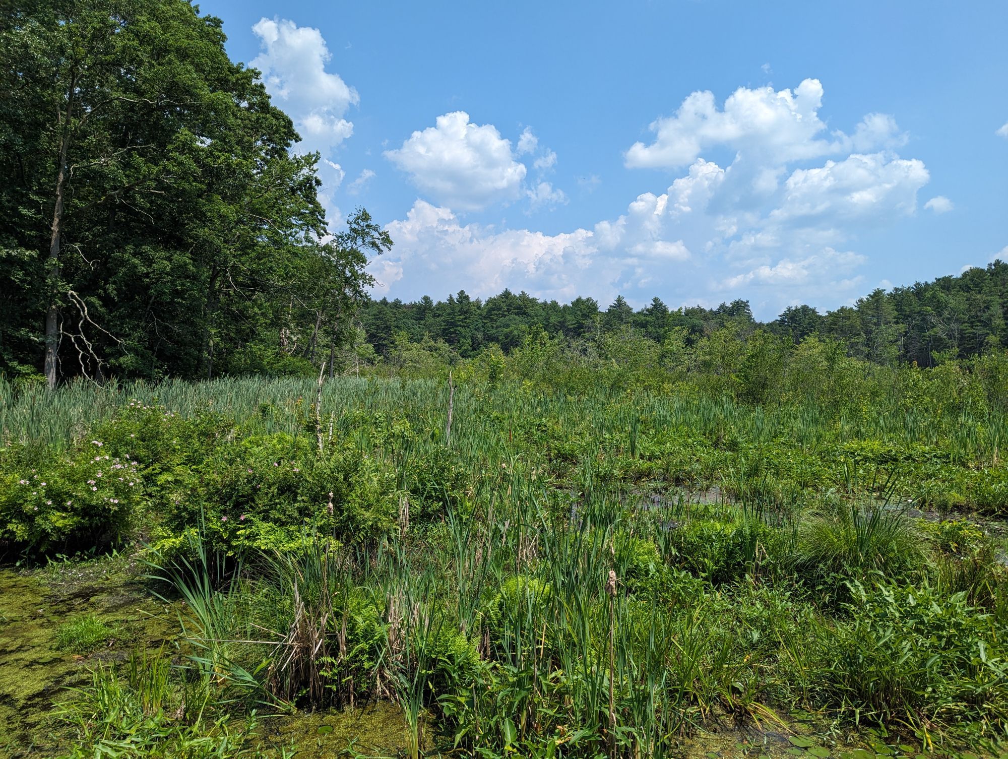 A reed-filled swamp ringed by a forest, brightly lit by the blue sky with puffy white clouds. A red-winged blackbird is perched on a small dead tree amidst the swamp