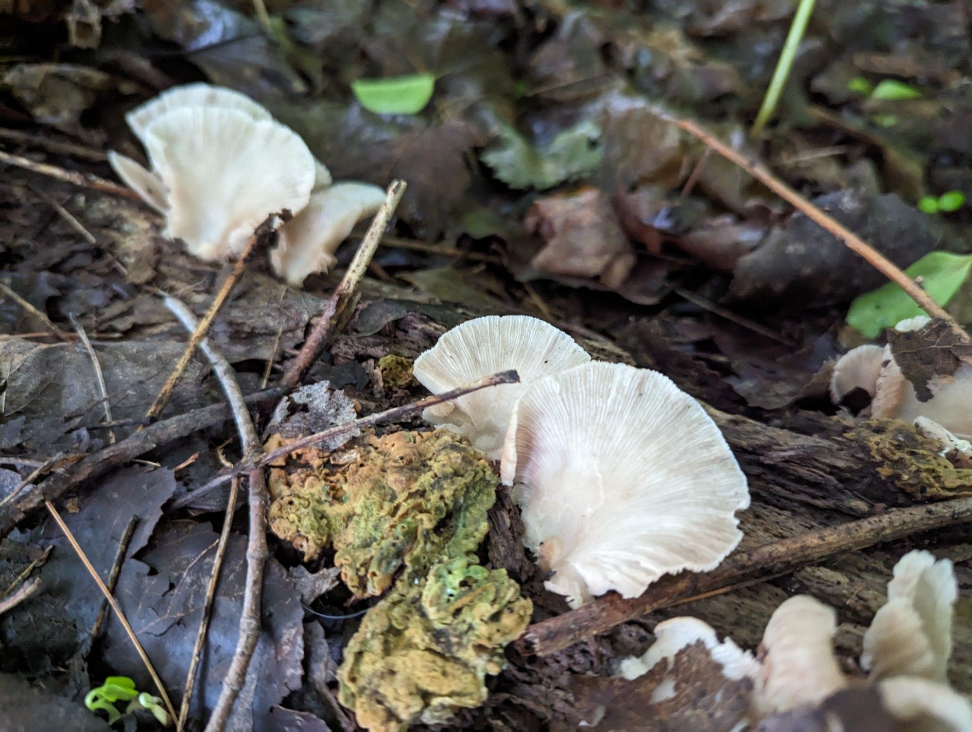 Oyster mushrooms growing on a damp log