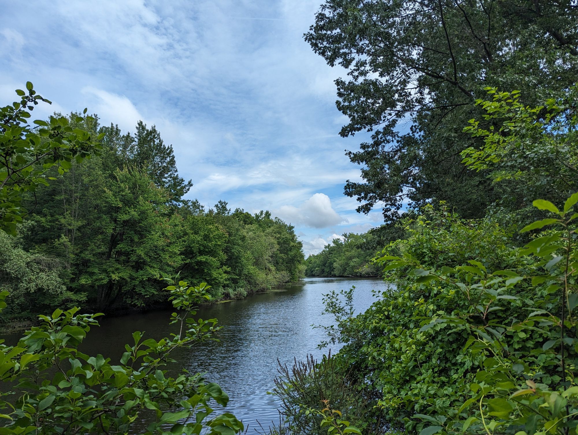 A calm part of the Charles River, lined by thick trees on every side.