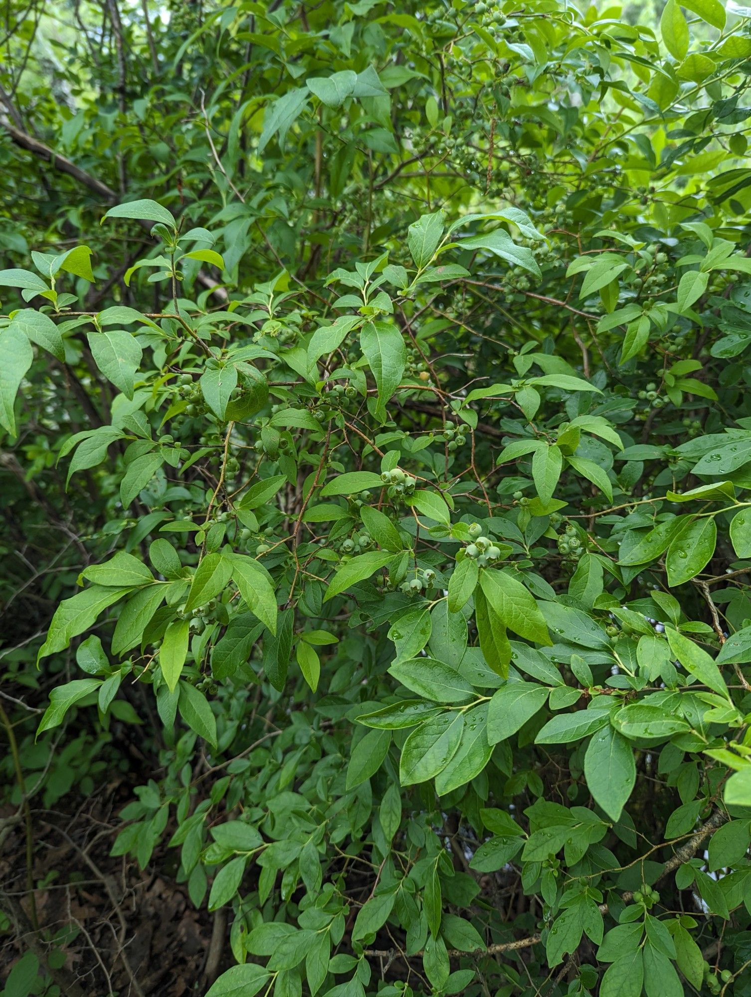 A blueberry bush with many unripe berries growing amidst other thick bushes