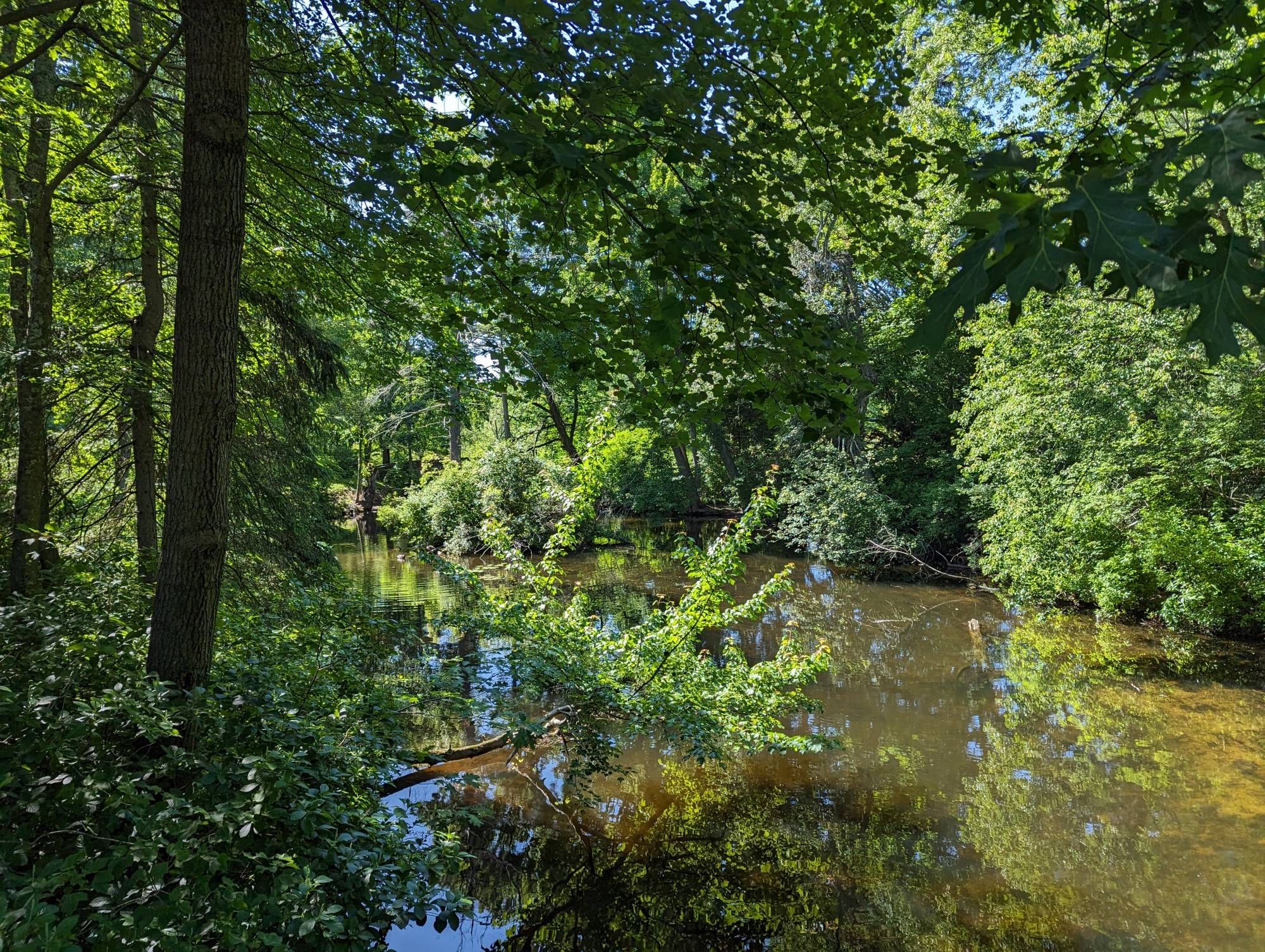 A sunlit pond surrounded by trees with a number of ducks swimming around a small island with some thick bushes