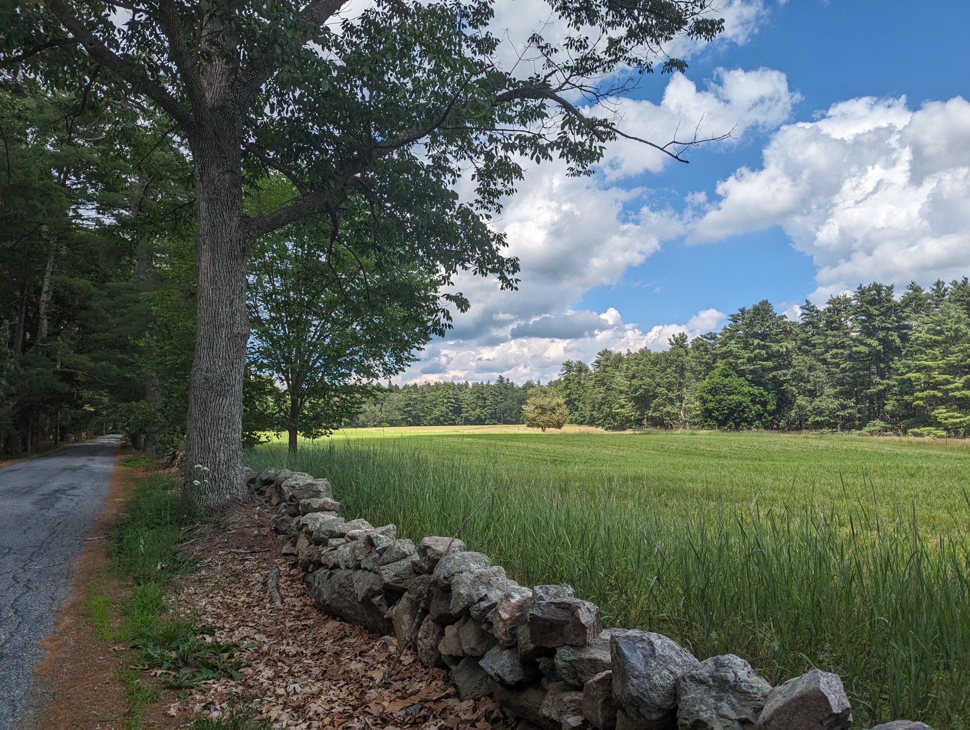 A sunlit grass field with trees on the far right side. A lone tree sits in the field in the distance. To the left, a small irregular stone wall borders the field, with a line of trees and a small road barely visible.