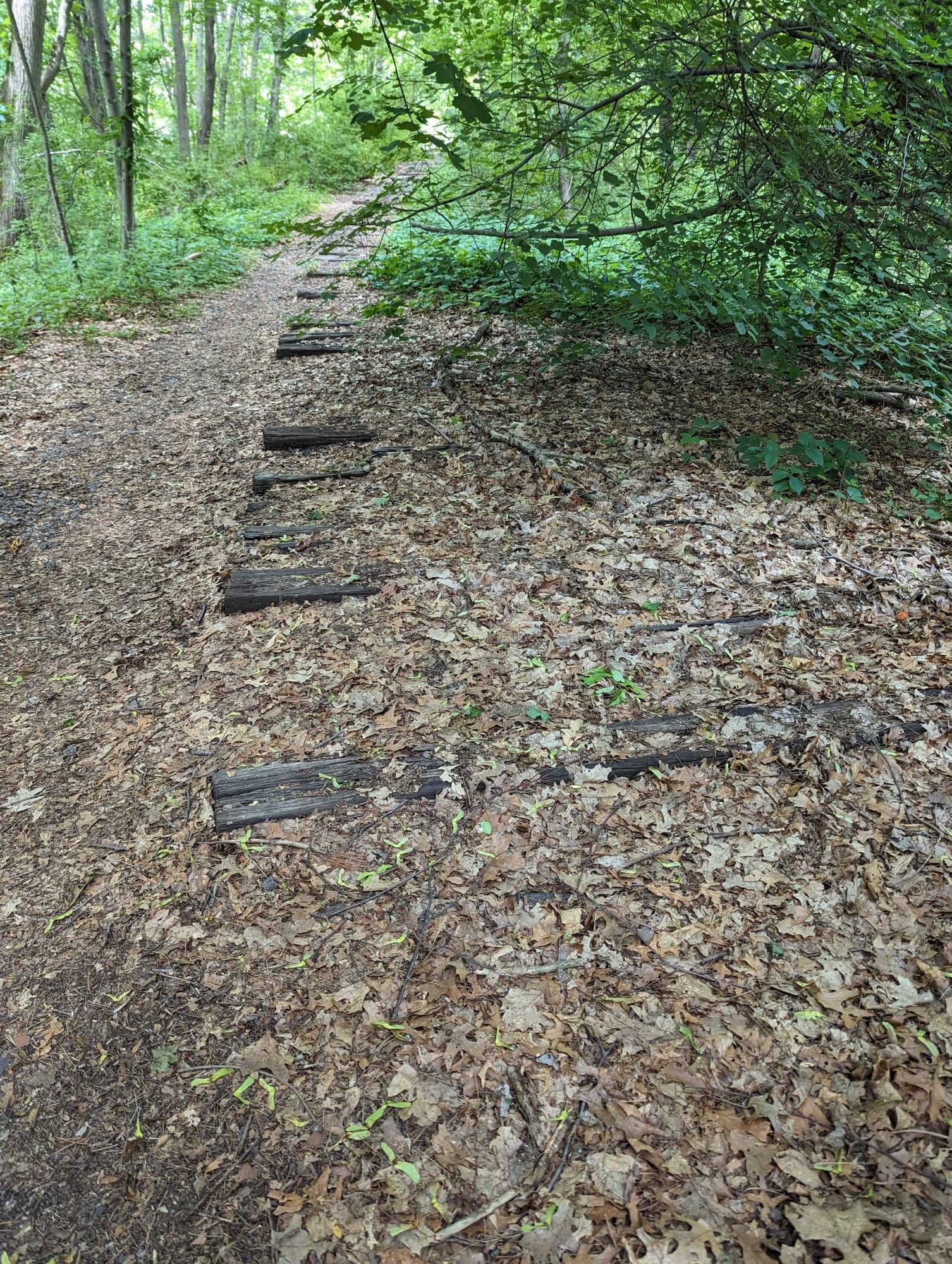 Wooden planks, covered by dead leaves and overgrown, mark an abandoned rail line that has been turned into a path through the forest