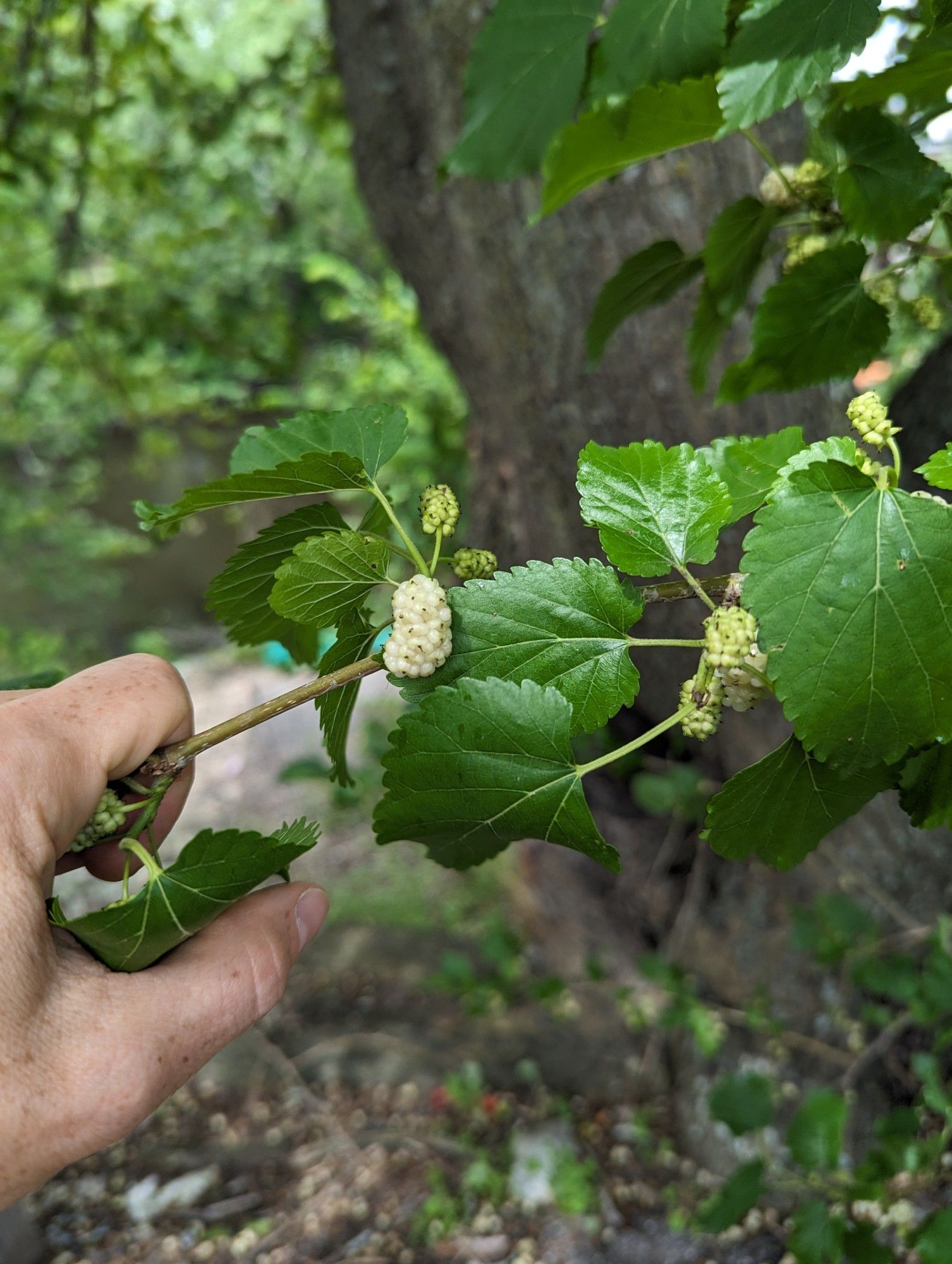 Me holding the leaf of a white mulberry tree, with one large ripe white mulberry visible