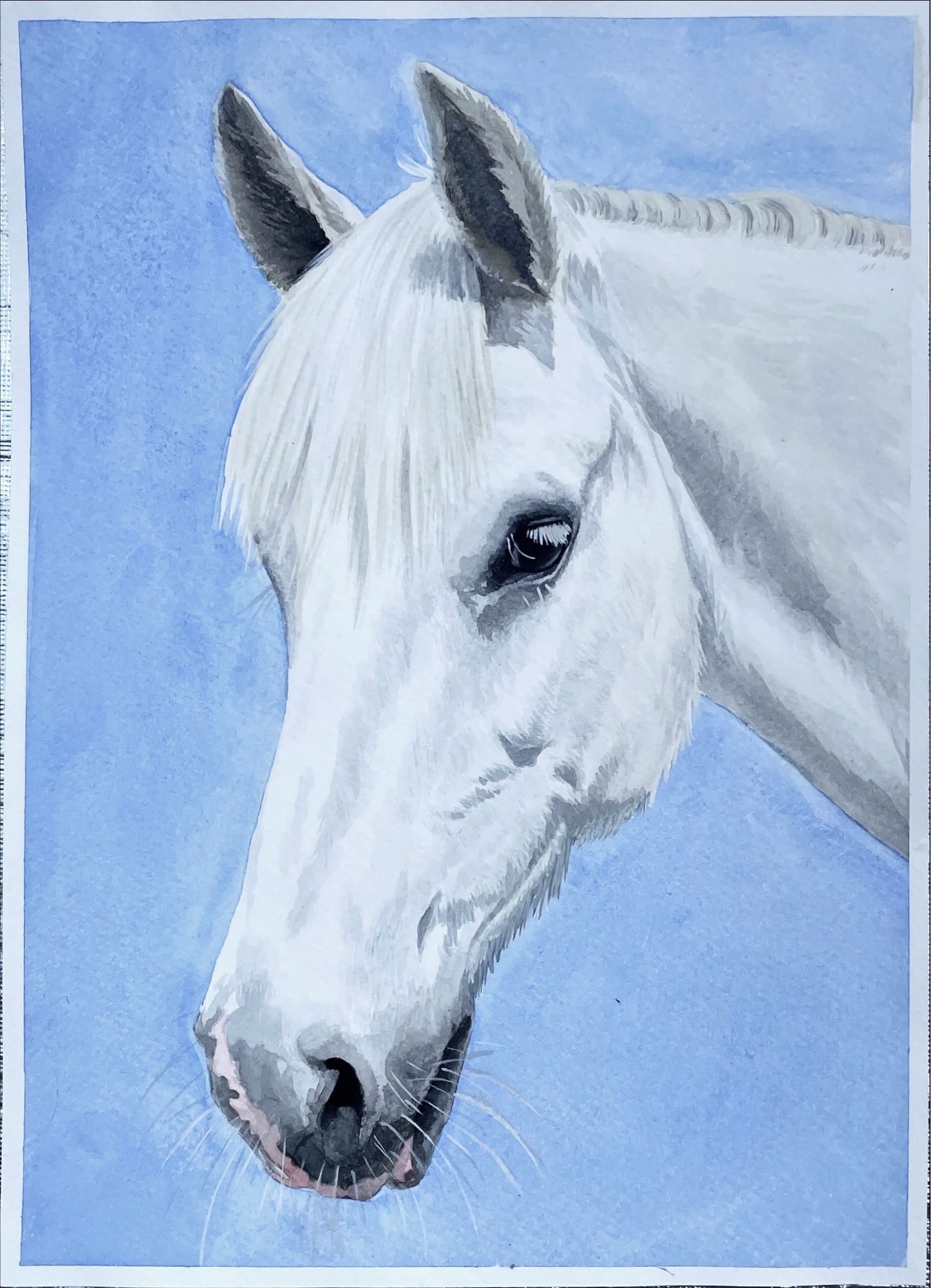 A realistic watercolour headshot of a white horse with dark eyes. The background is a plain light blue