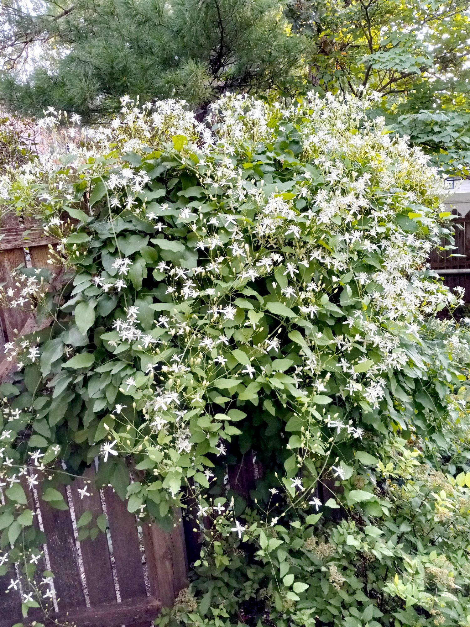 Sweet Autumn Clematis covered with white blooms growing up a wood fence.