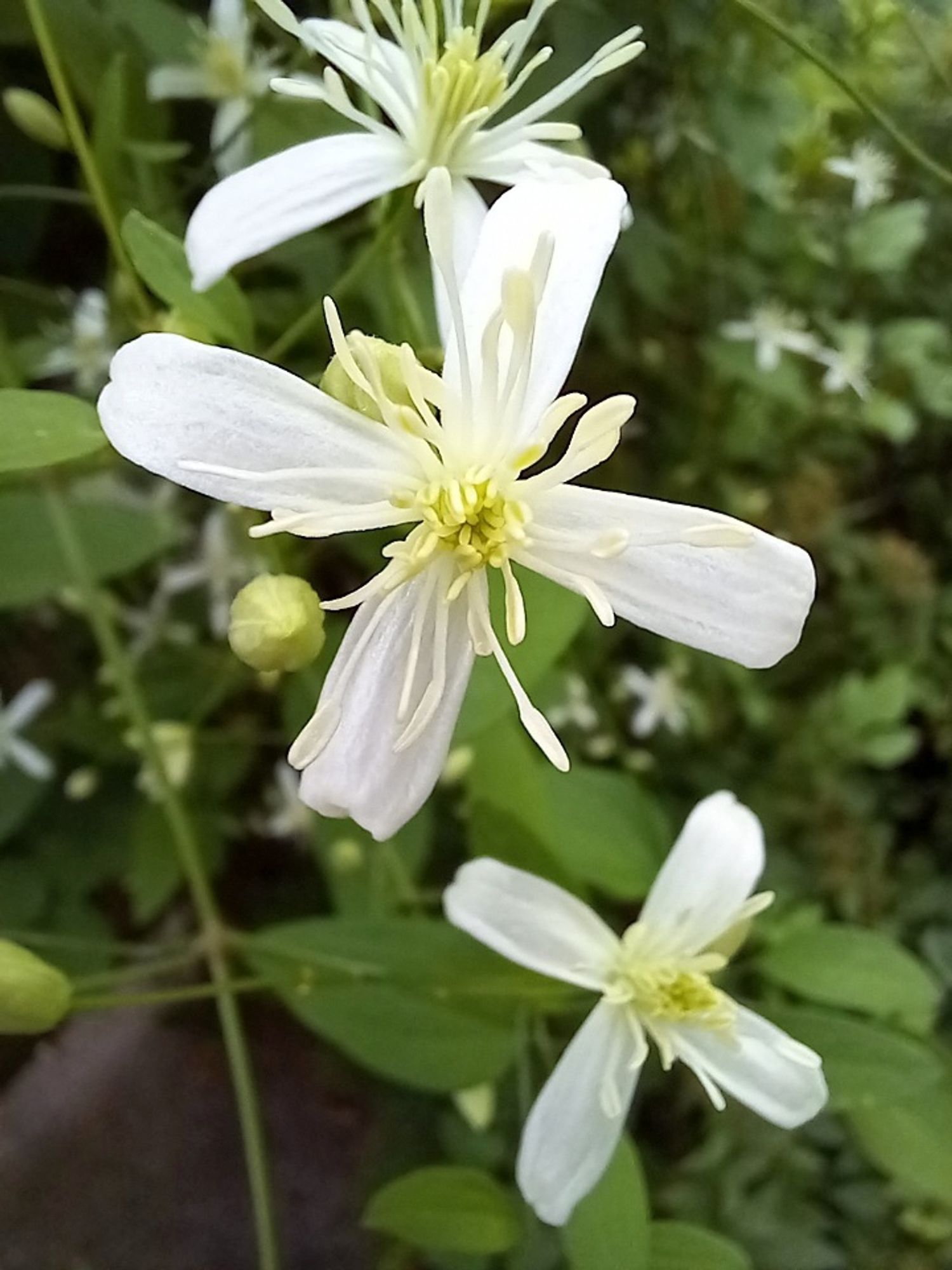 Close up of white blossoms on a Sweet Autumn Clematis vine.