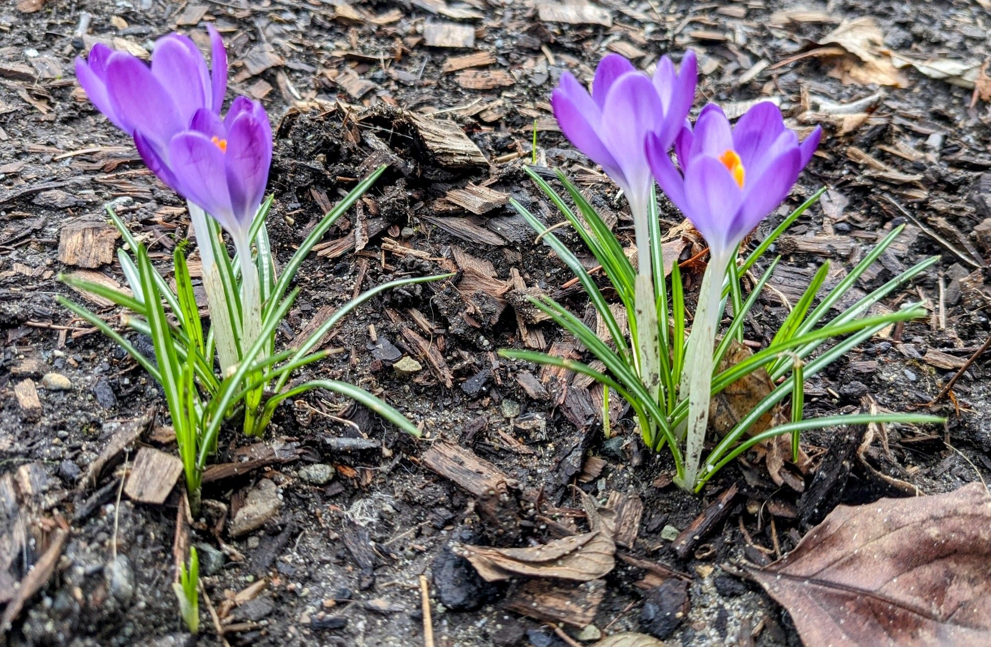 Wee purple crocus flowers coming up.