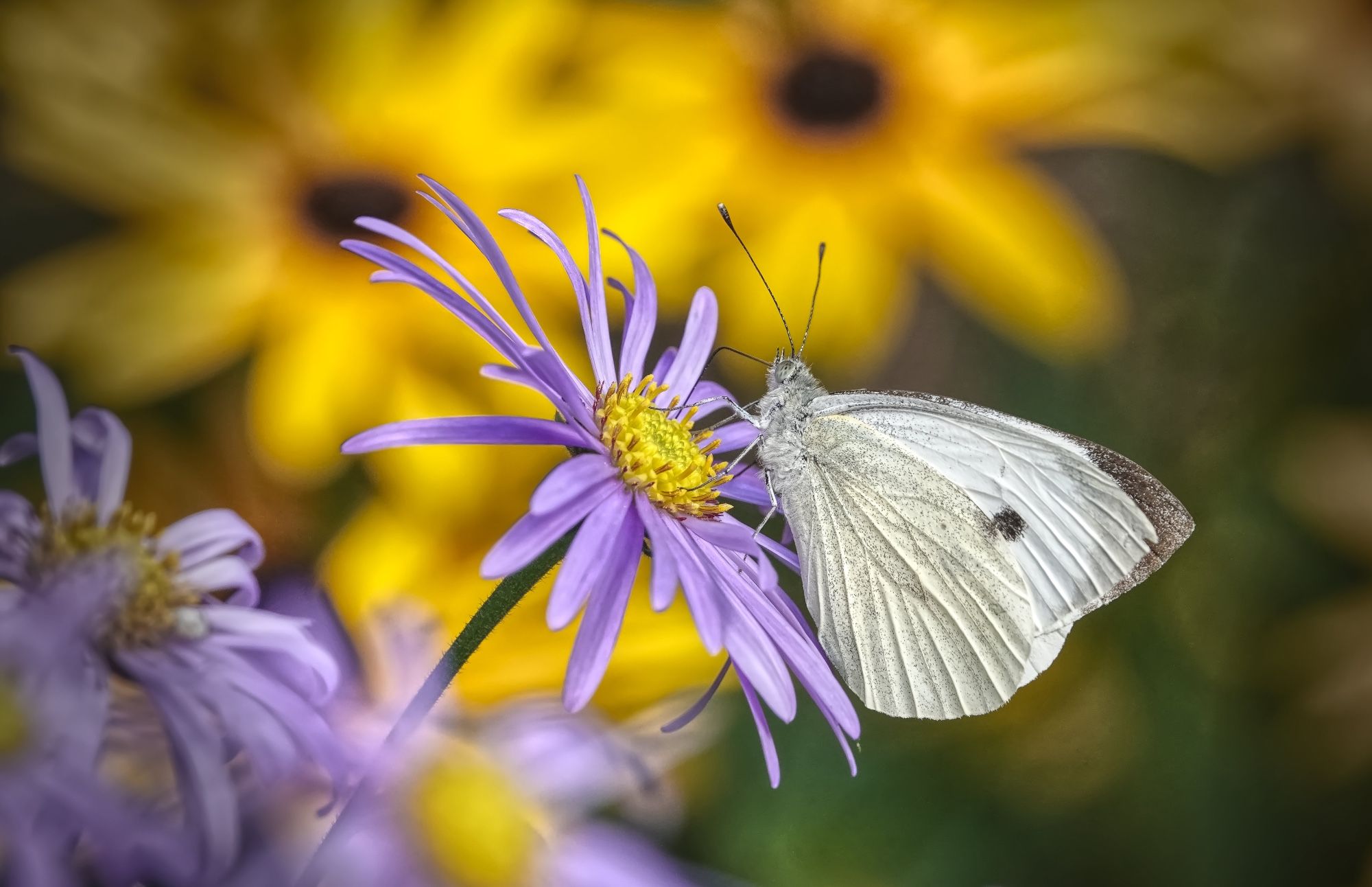 A Large White butterfly feeding on a purple Aster flower with yellow Rudbeckia flowers blurred in the background. South East England, UK.